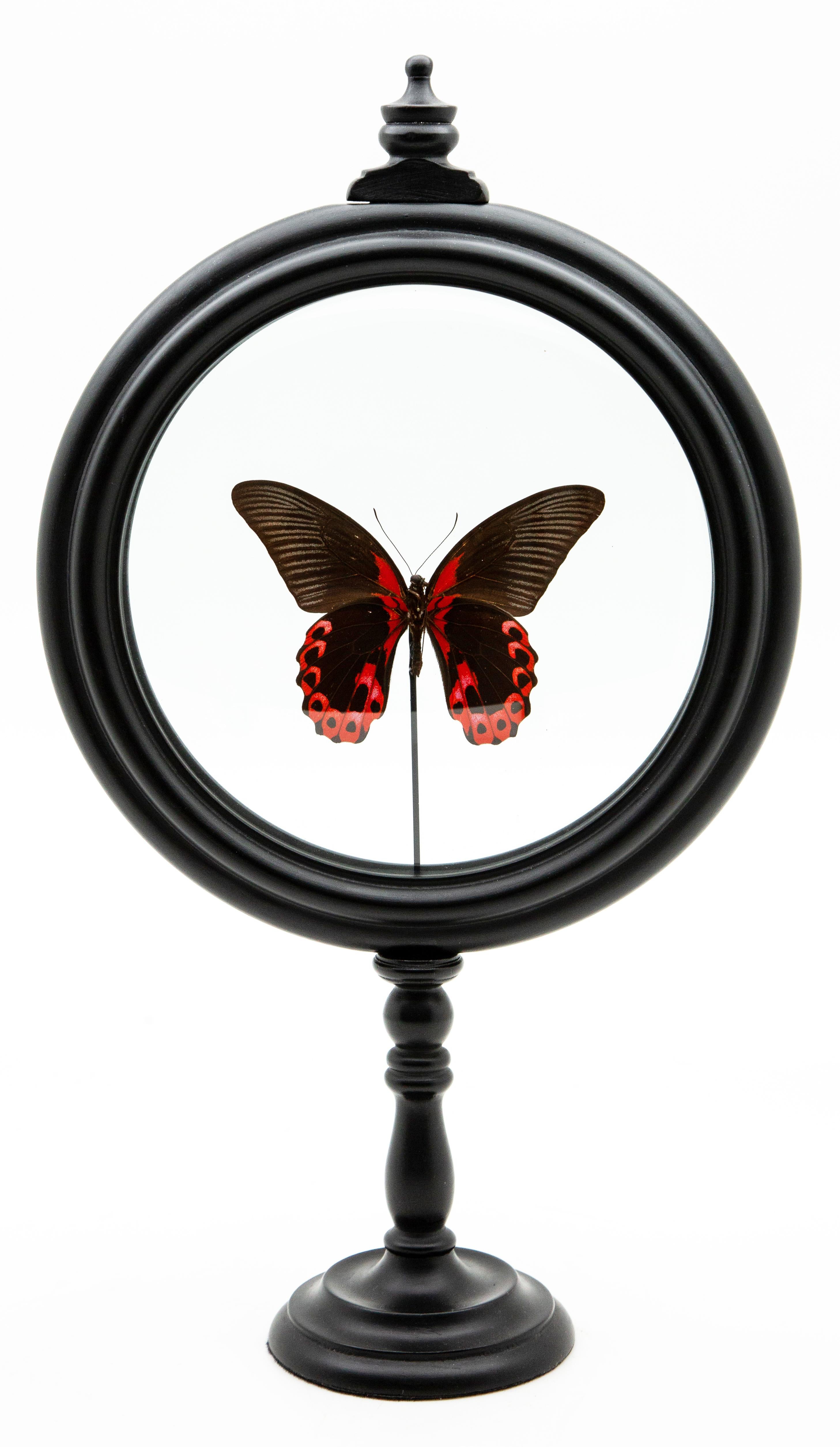 Red butterfly in round reliquary. Rumanzovia butterfly mounted in France. Turned wood base with double glass. These large Papilio Rumanzovia is also called red Mormon. It has a great black velvet on their upper wings, and a bright red on the lower