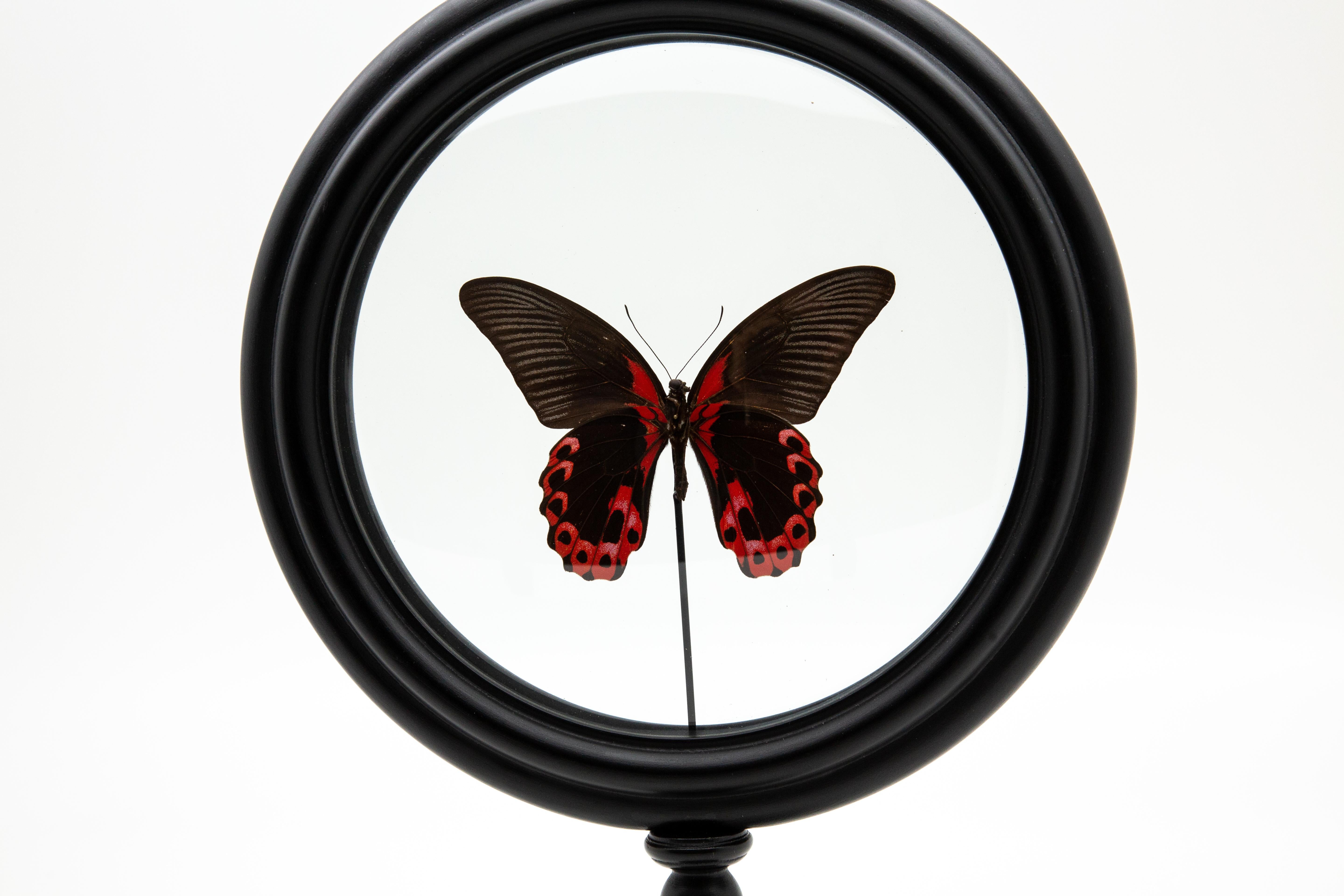 Painted Red Butterfly in Round Reliquary