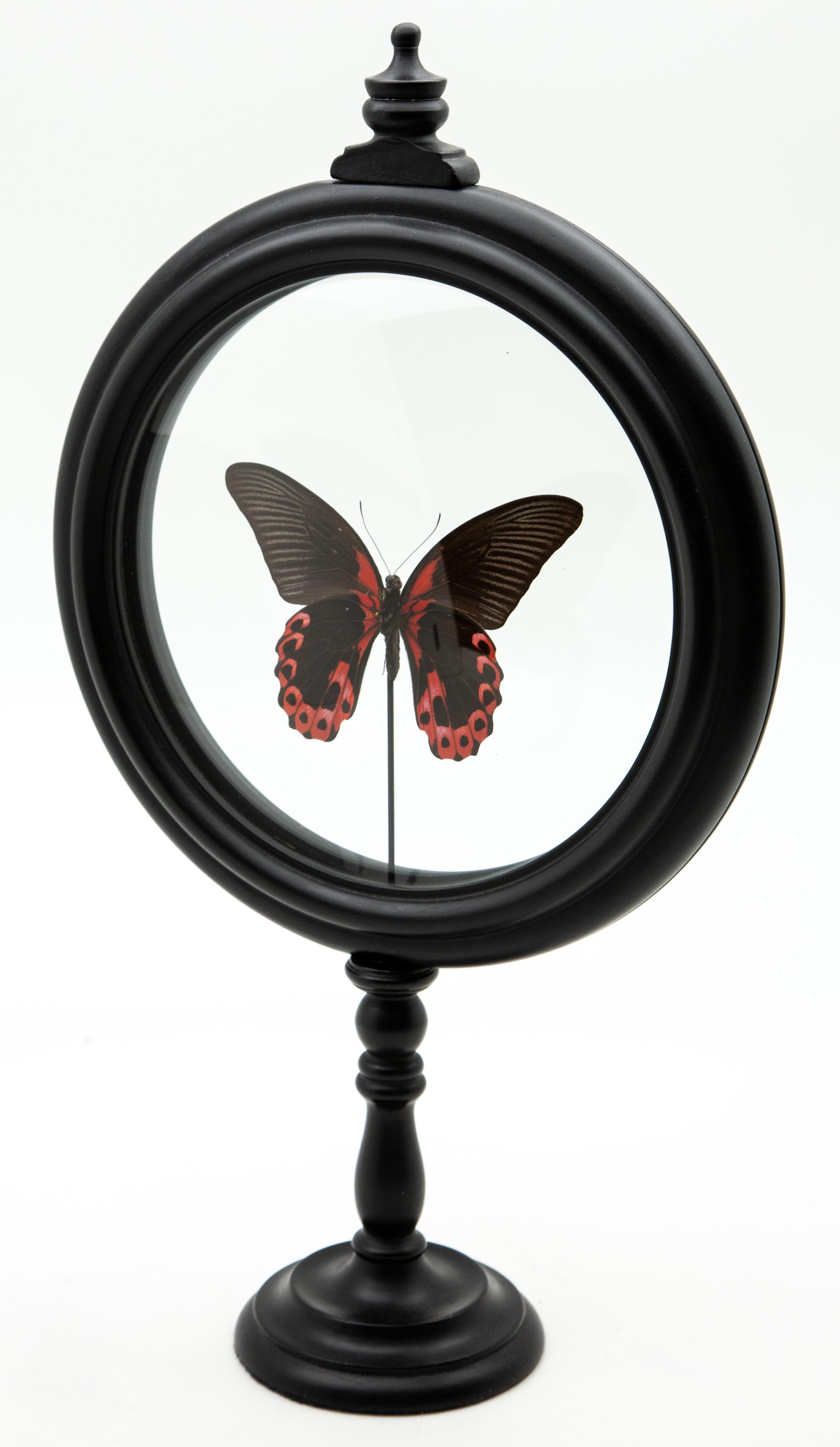 Red Butterfly in Round Reliquary In New Condition In New York, NY