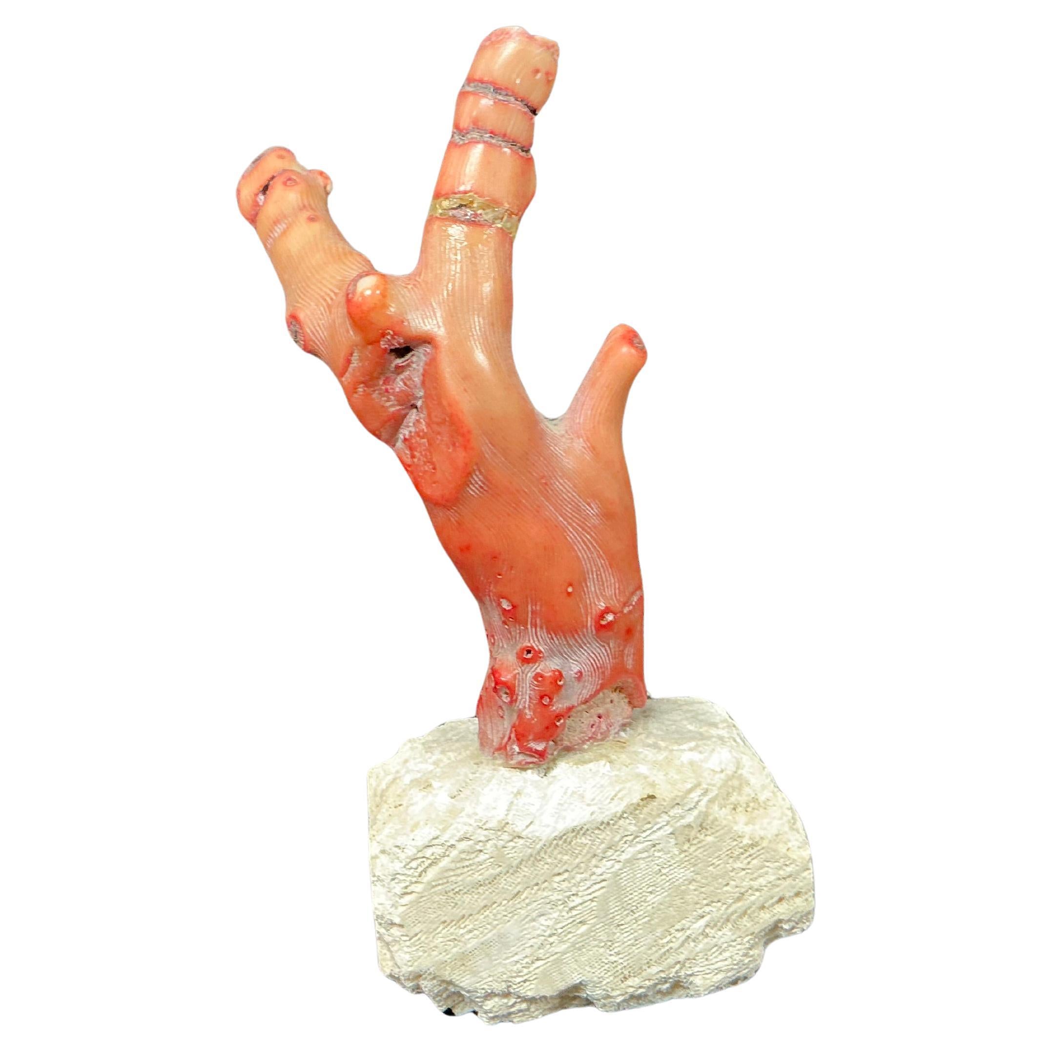 Specimen di corallo rosso su base di pietra. Questo straordinario ramo di corallo rosso naturale è montato su una base di pietra e mette in mostra la bellezza organica del corallo. Questo esemplare presenta vibranti tonalità rosso-arancio, una ricca