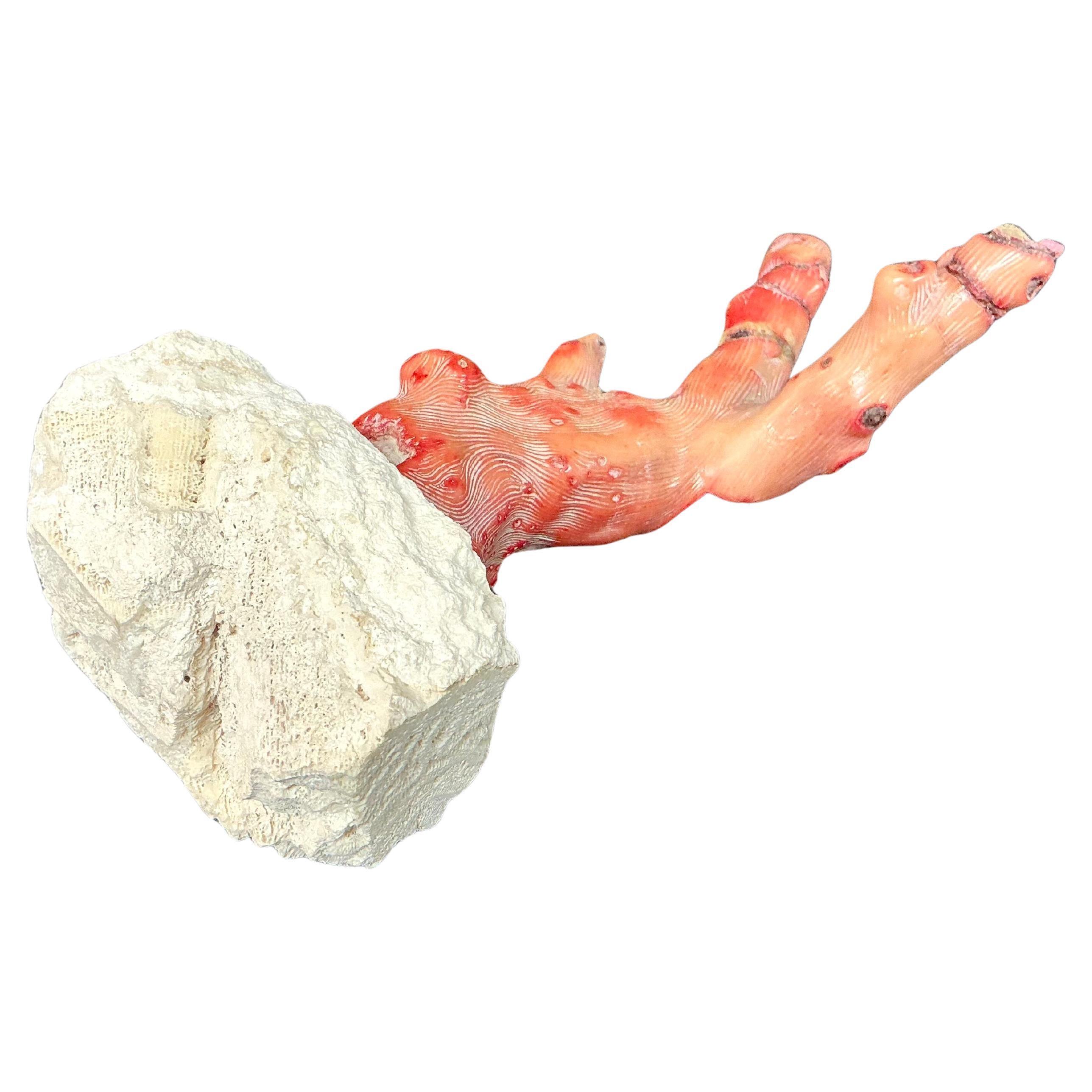 Pietra Branch di corallo rosso su supporto, metà del XX secolo in vendita