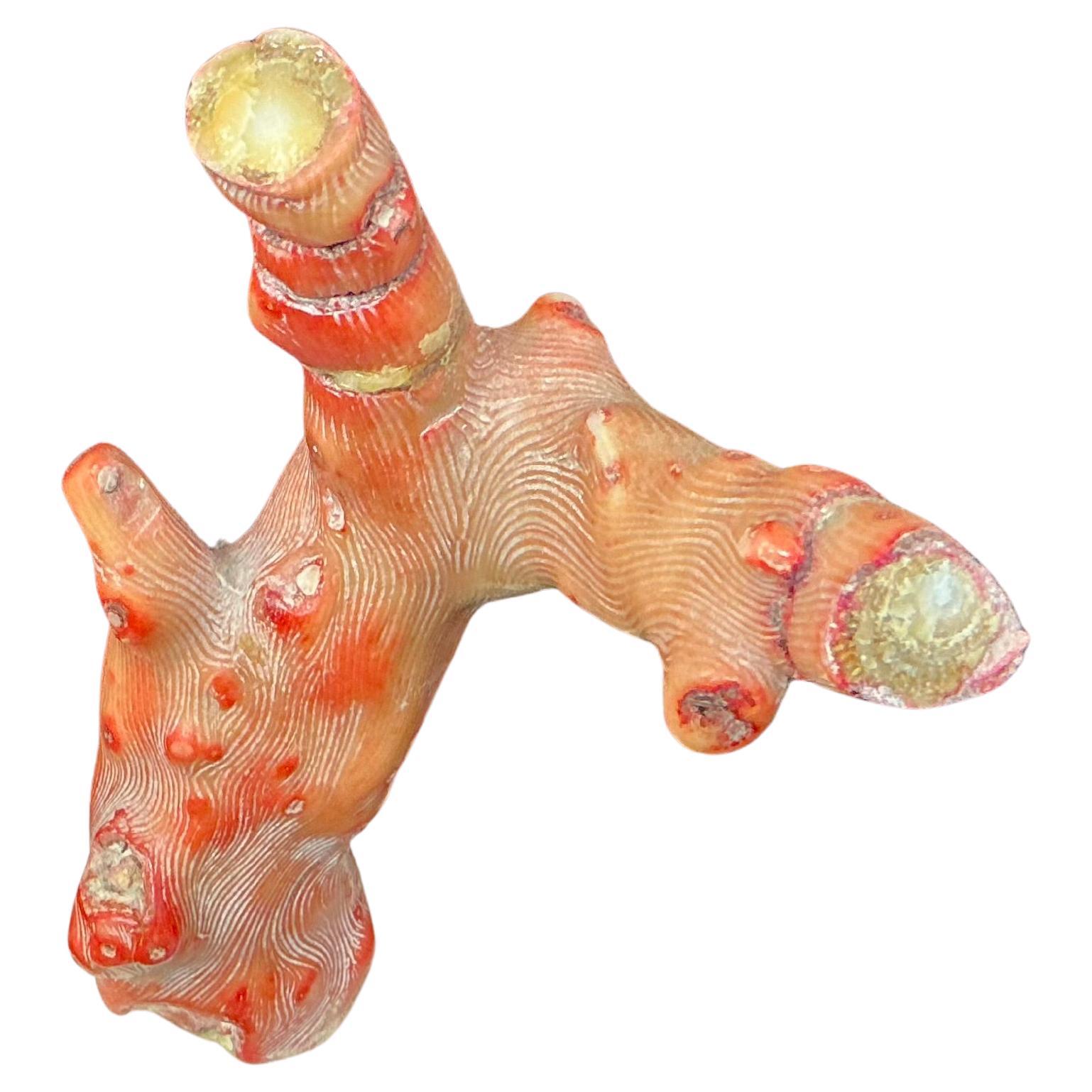 Branch di corallo rosso su supporto, metà del XX secolo in vendita 1