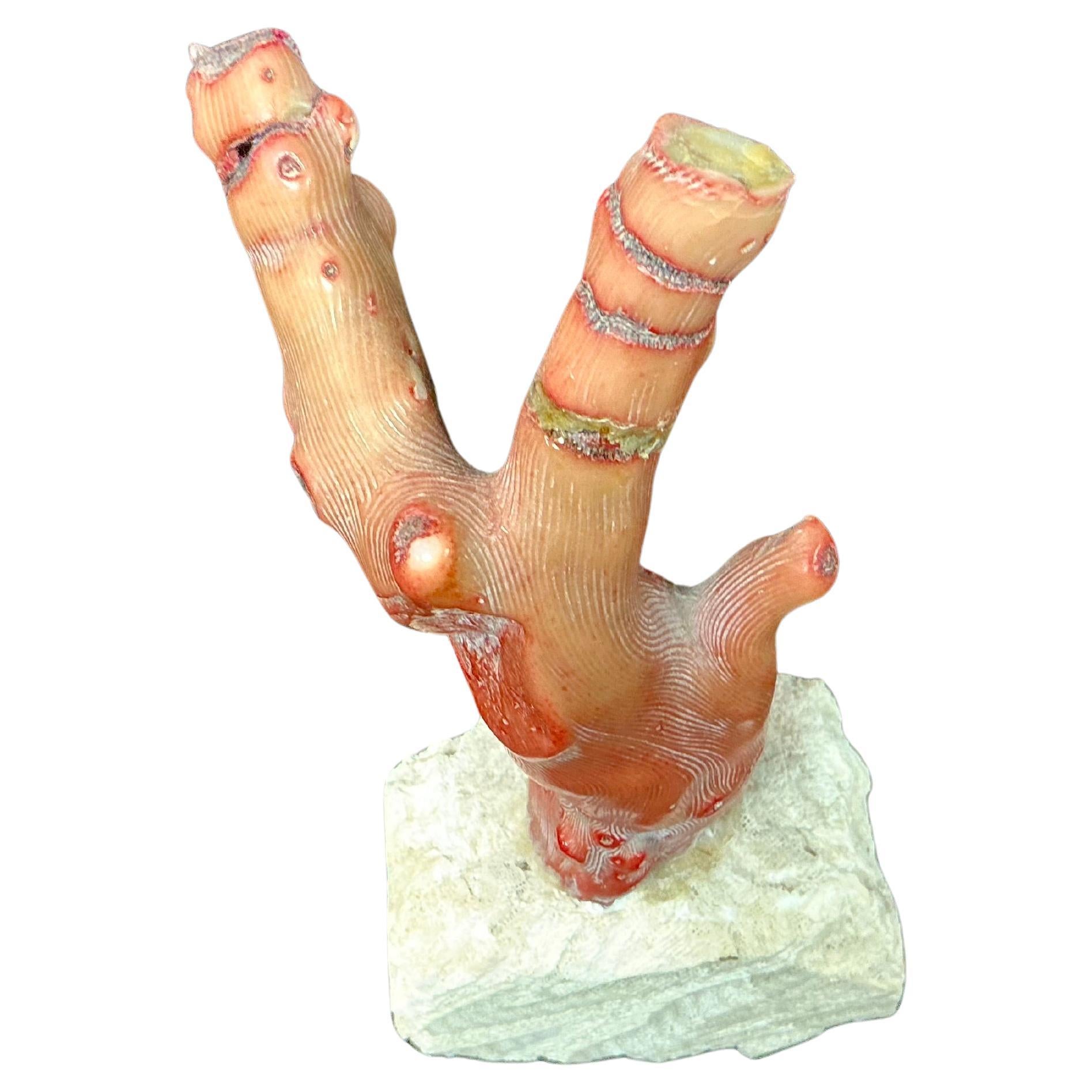 Branch di corallo rosso su supporto, metà del XX secolo in vendita 2