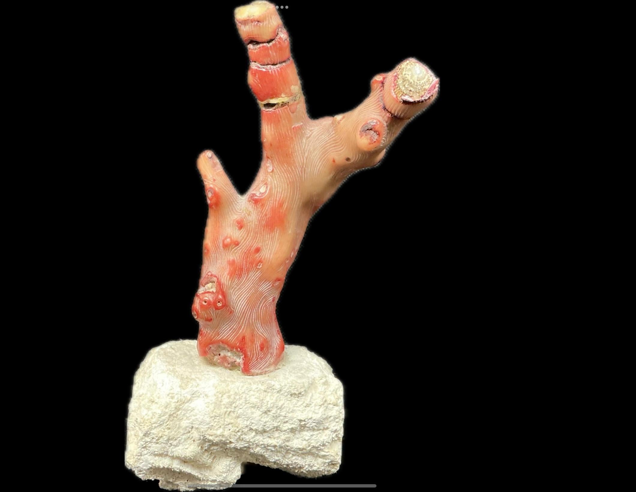 Branch di corallo rosso su supporto, metà del XX secolo in vendita 3