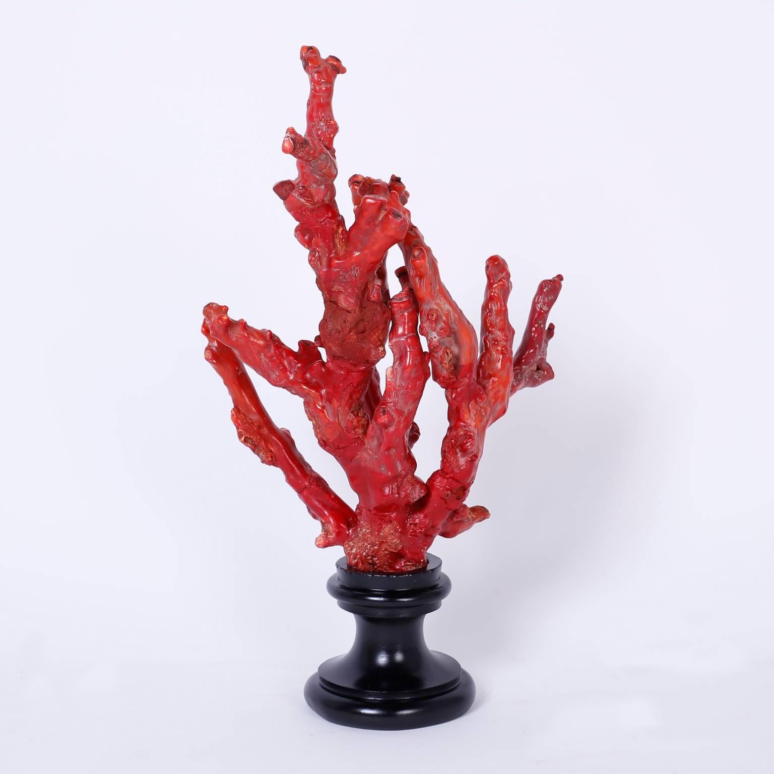 Rare vintage bamboo red coral fossil specimen with inspired organic form and
alluring bold colors. Presented on an ebonized wood base. The base is a later addition.