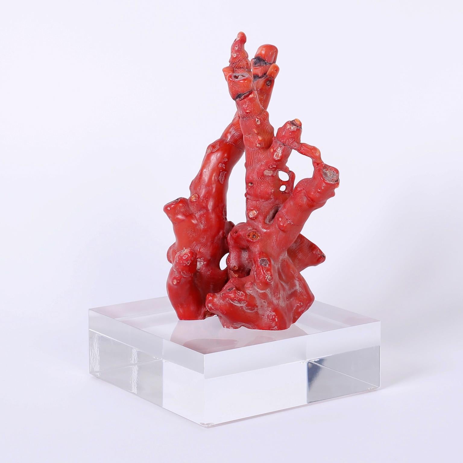 Authentic Chinese red bamboo coral fossil specimen with its enchanting colors and organic form. Presented on a Lucite Stand to enhance the sculptural elements.
 