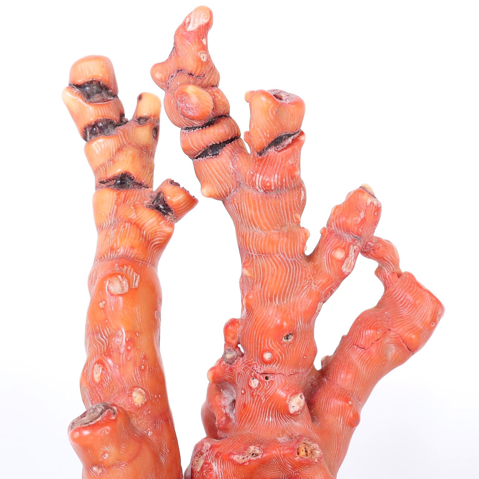 Authentic Chinese red bamboo coral fossil specimen with its enchanting soft red color and organic form. Presented on a Lucite Stand to enhance the sculptural elements.
     