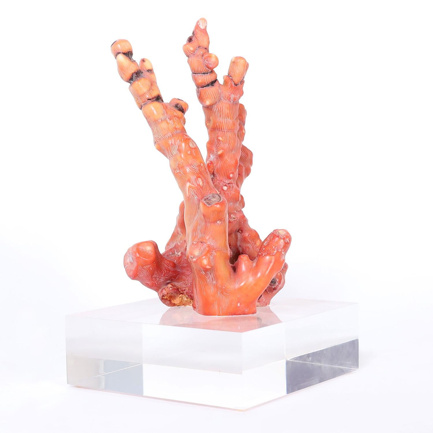 Îles Salomon Sculpture de corail rouge en vente