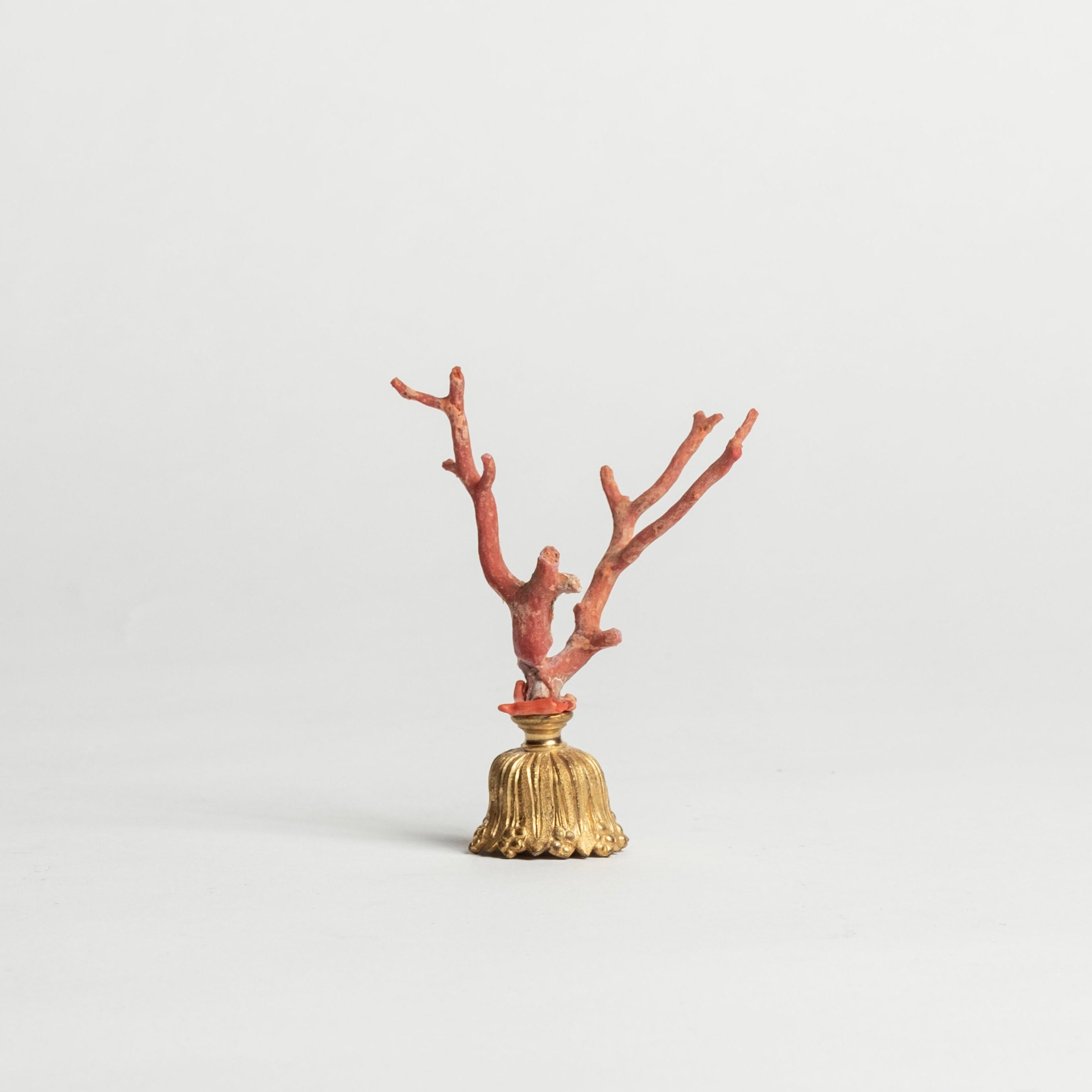 Branche de corail rouge montée sur un fragment de bronze doré français du XIXe siècle. Il s'agit d'un bel objet d'art à ajouter à votre collection ou à votre cabinet.

À la Renaissance, des cabinets d'art et de curiosité ont été créés pour les