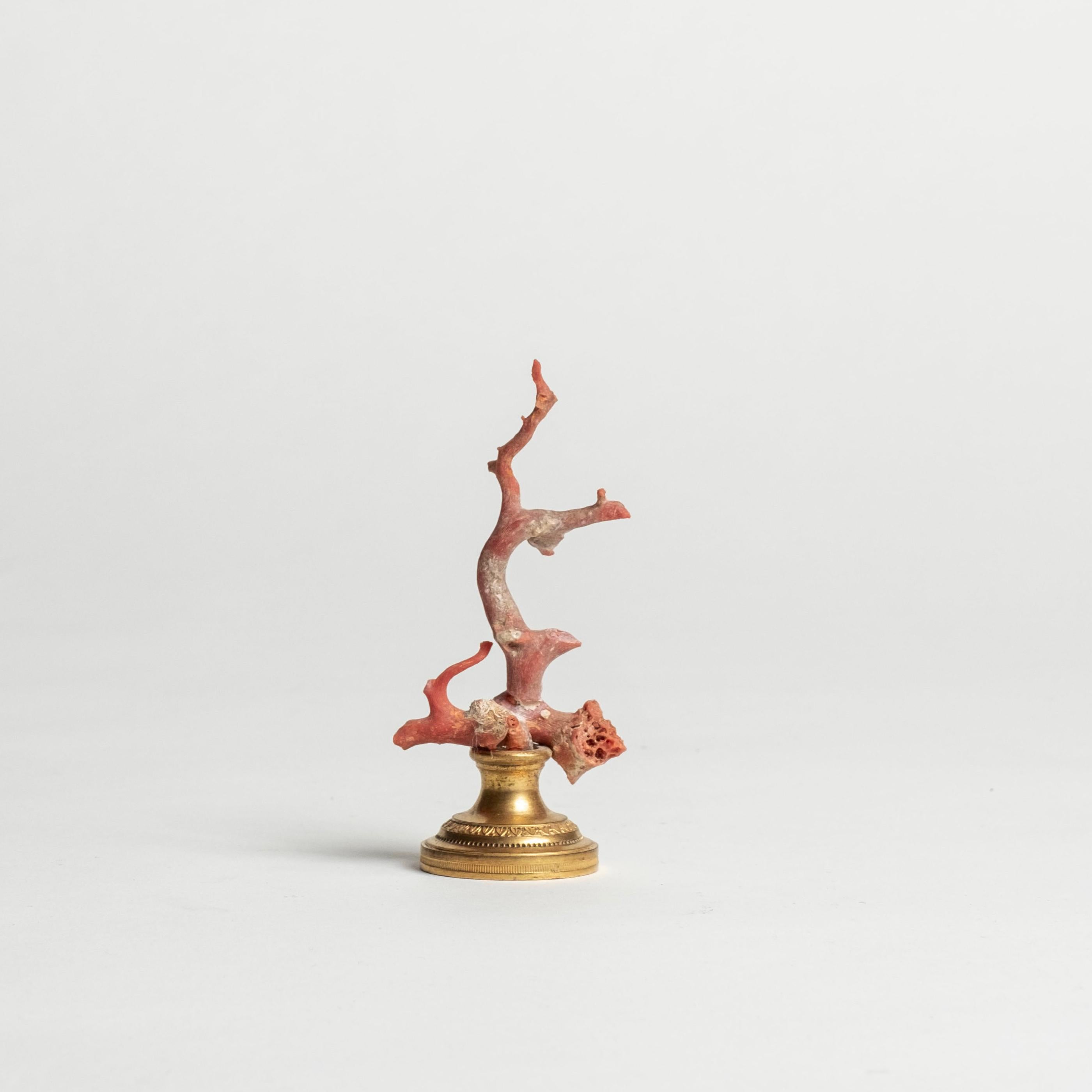 Corail rouge monté sur un fragment de bronze doré français du XIXe siècle. Il s'agit d'un bel objet d'art à ajouter à votre collection ou à votre cabinet.

À la Renaissance, des cabinets d'art et de curiosité ont été créés pour les expressions
