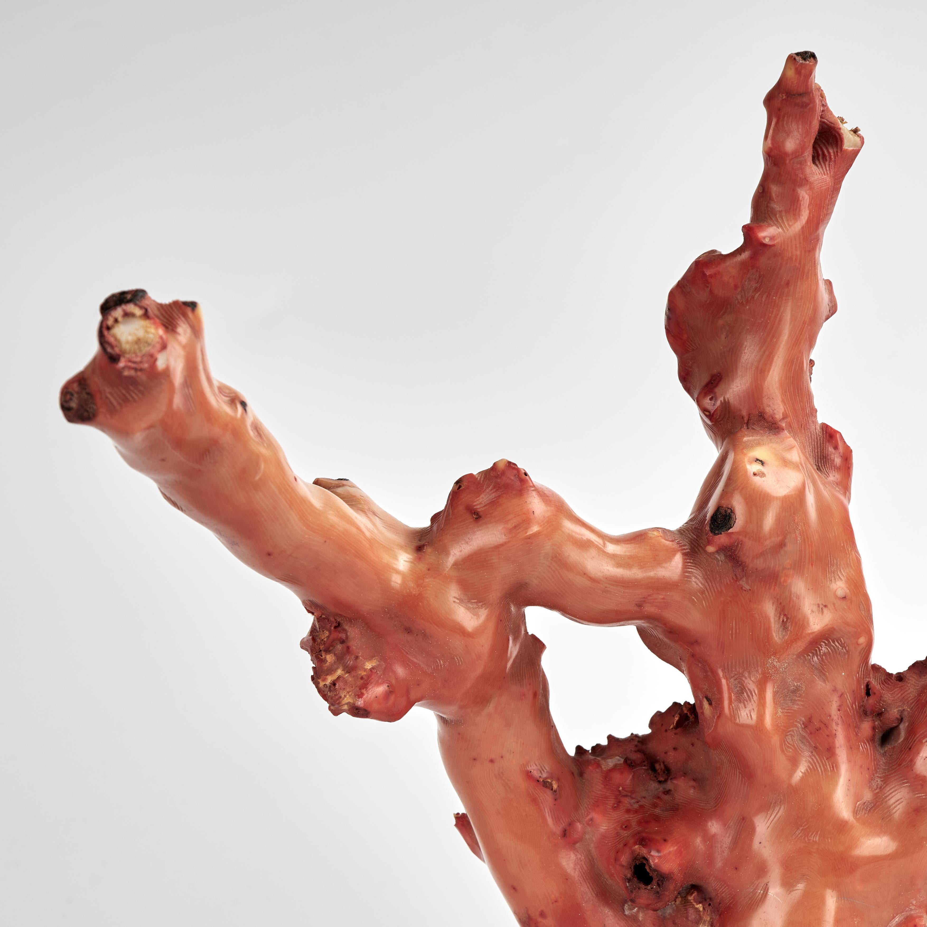 Altivo ejemplar orgánico de coral rojo con su color seductor inspirado en el océano y su forma espectacular. Una de las creaciones más emblemáticas de la Madre Naturaleza. Se presenta sobre una base de lucita para realzar los elementos