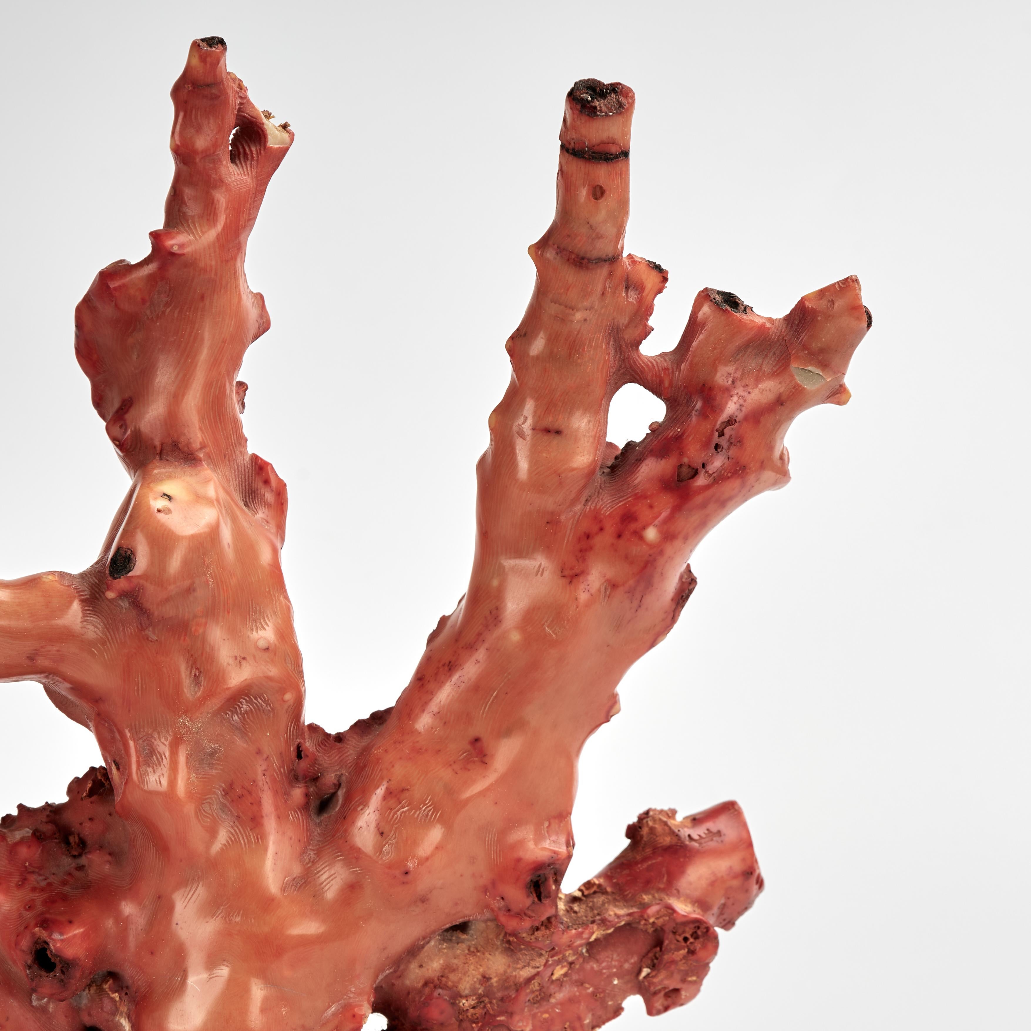 Espécimen de Coral Rojo sobre Base de Lucite Moderno de mediados de siglo en venta