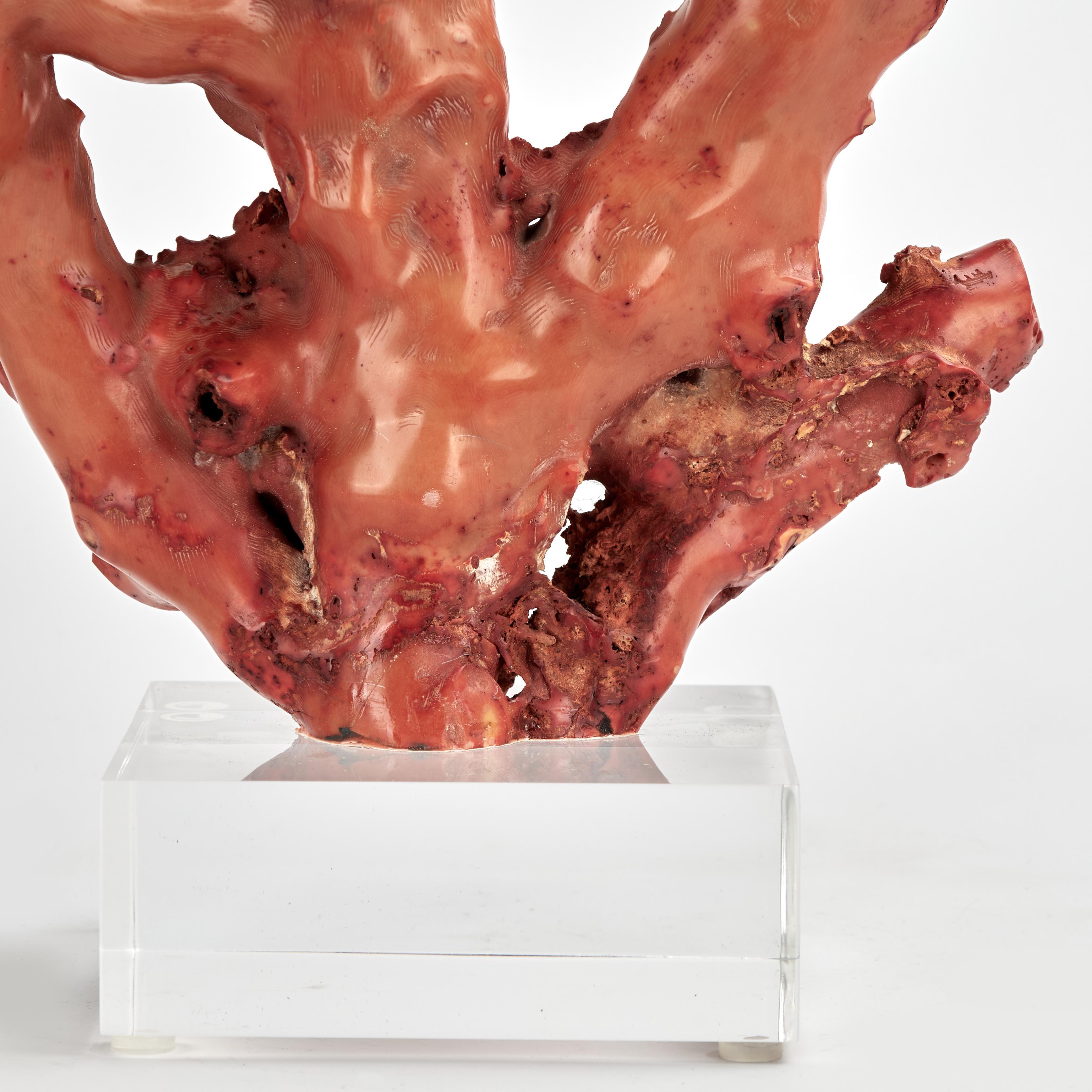 Espécimen de Coral Rojo sobre Base de Lucite Islas Salomón en venta