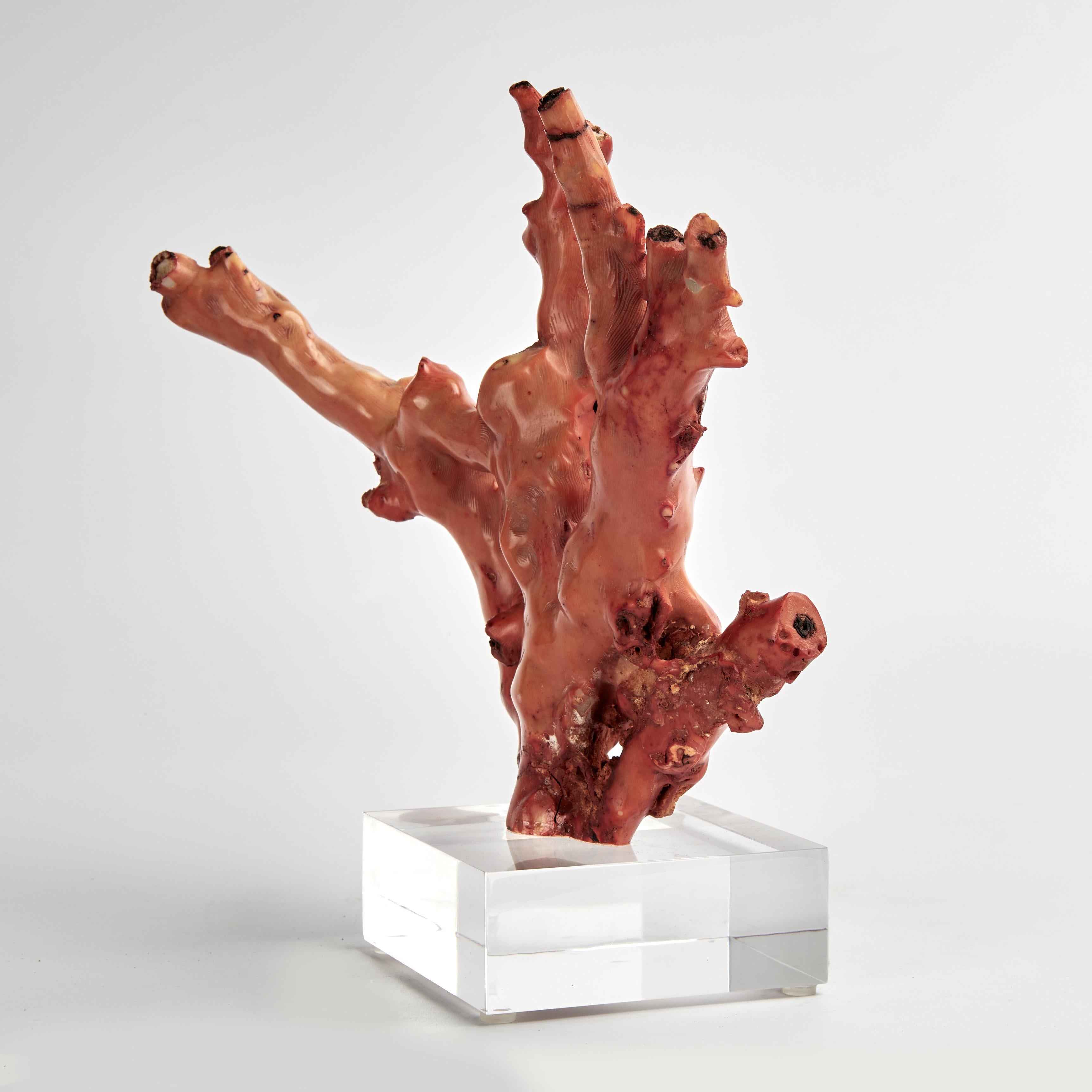 Espécimen de Coral Rojo sobre Base de Lucite Hecho a mano en venta