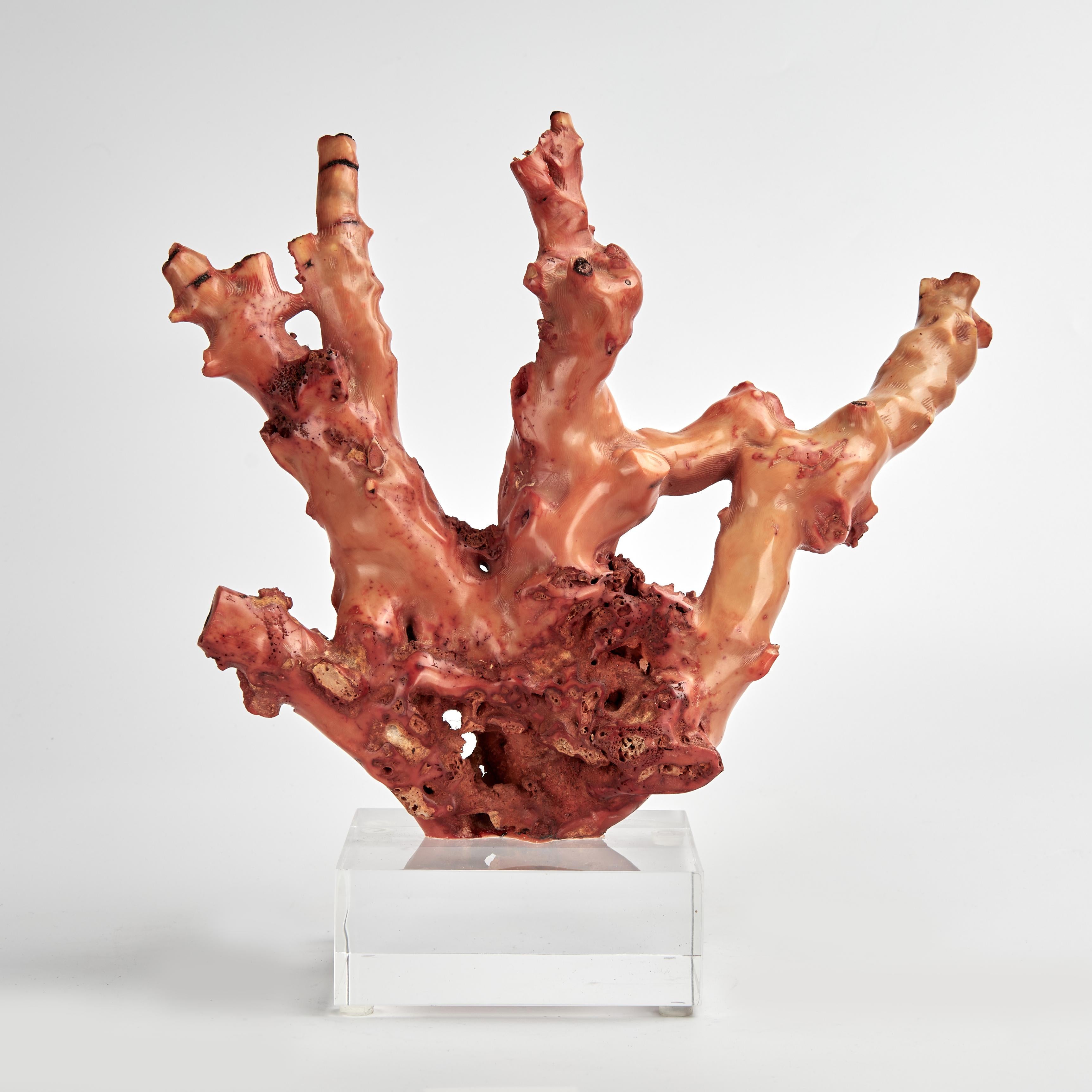 Espécimen de Coral Rojo sobre Base de Lucite en Bueno estado para la venta en Palm Beach, FL