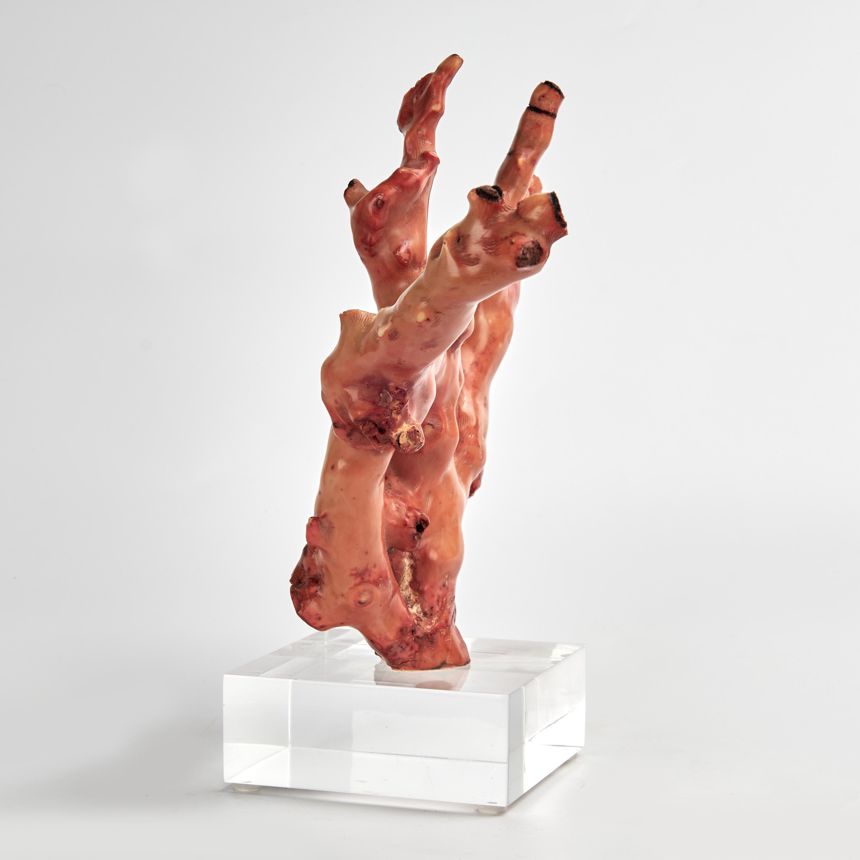 Espécimen de Coral Rojo sobre Base de Lucite Siglo XXI y contemporáneo en venta
