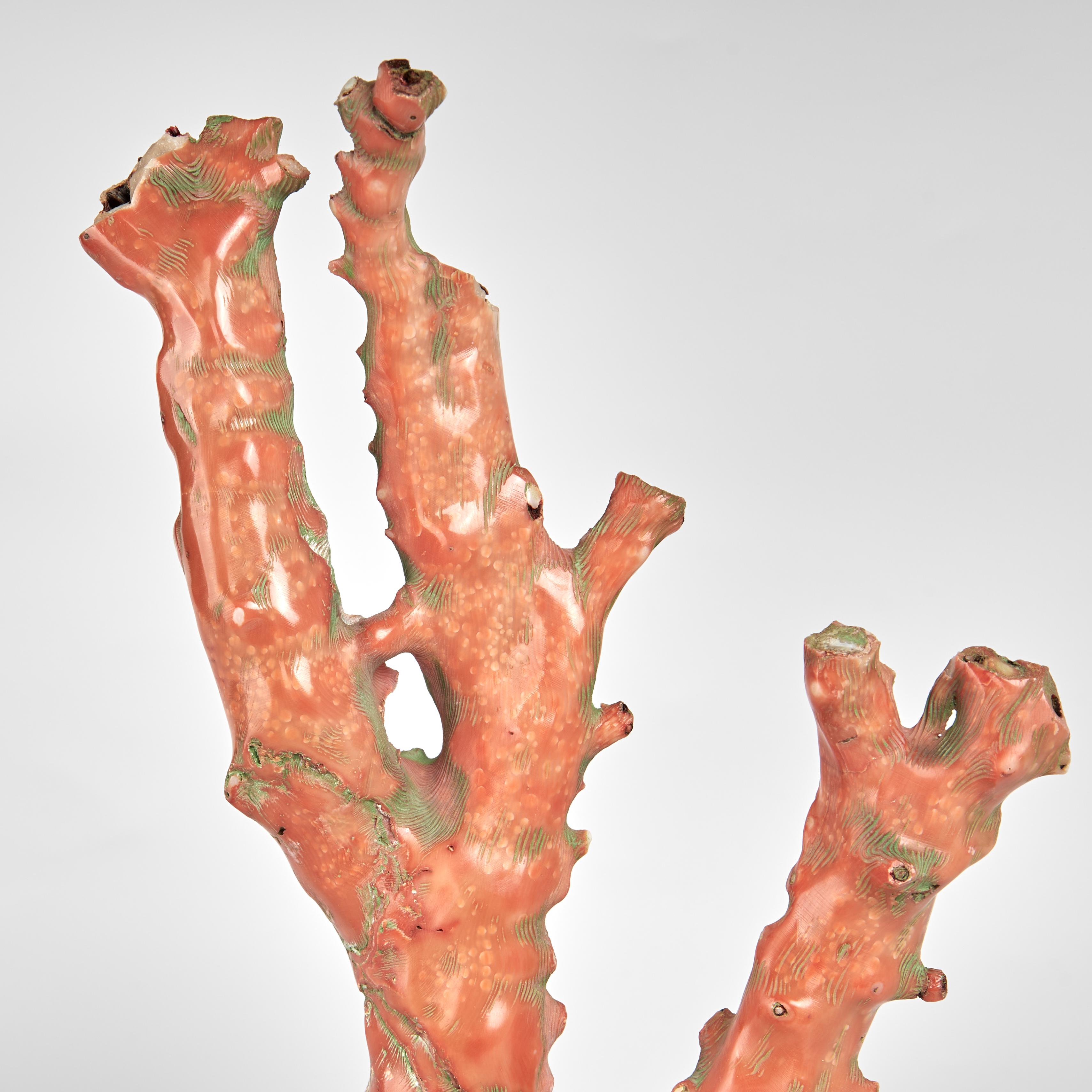 Altivo ejemplar de coral rojo con su distintiva forma inspirada en el mar y su seductor color, creado por la madre naturaleza y presentado sobre una base de lucita para realzar los elementos escultóricos. 