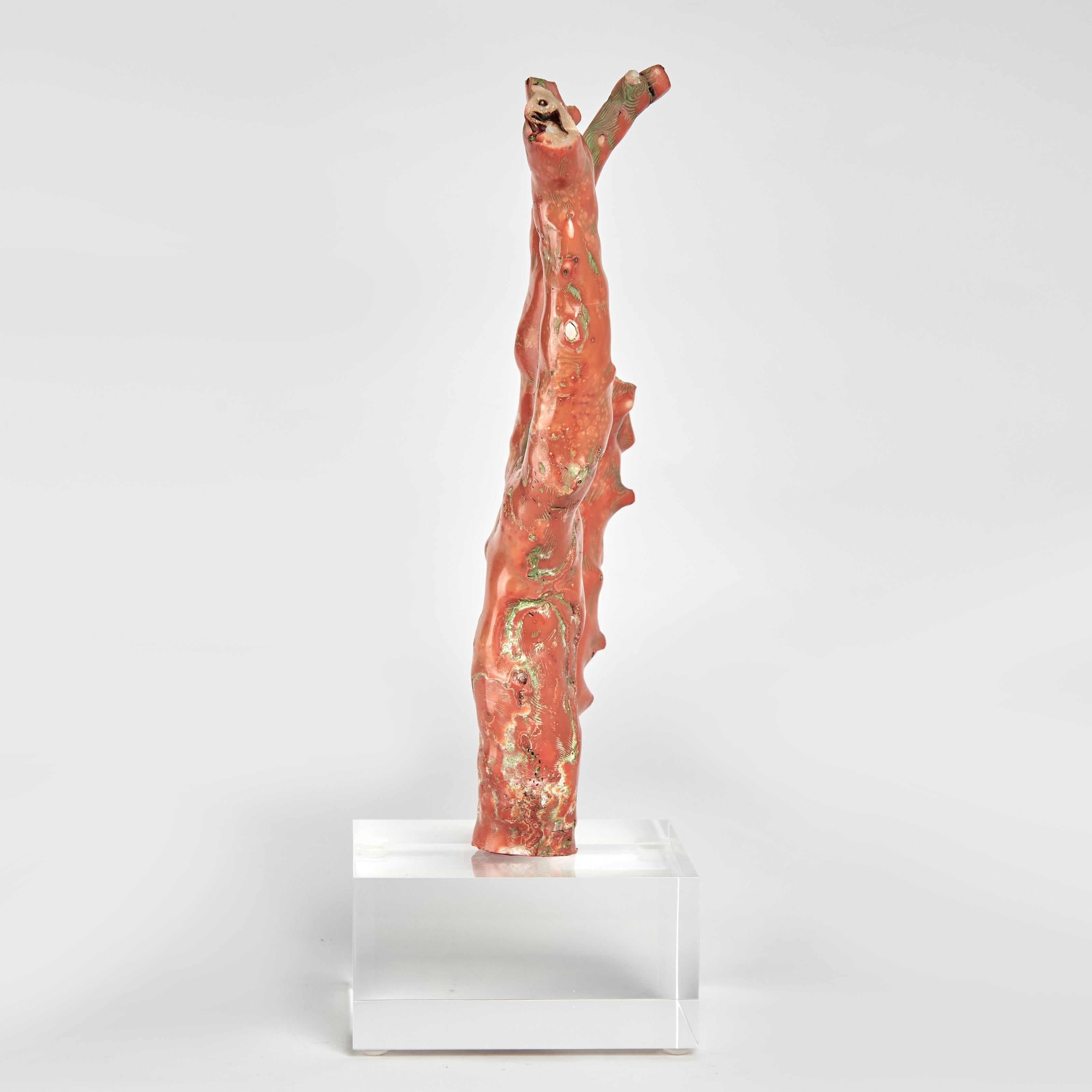 Espécimen de coral rojo sobre lucita Hecho a mano en venta