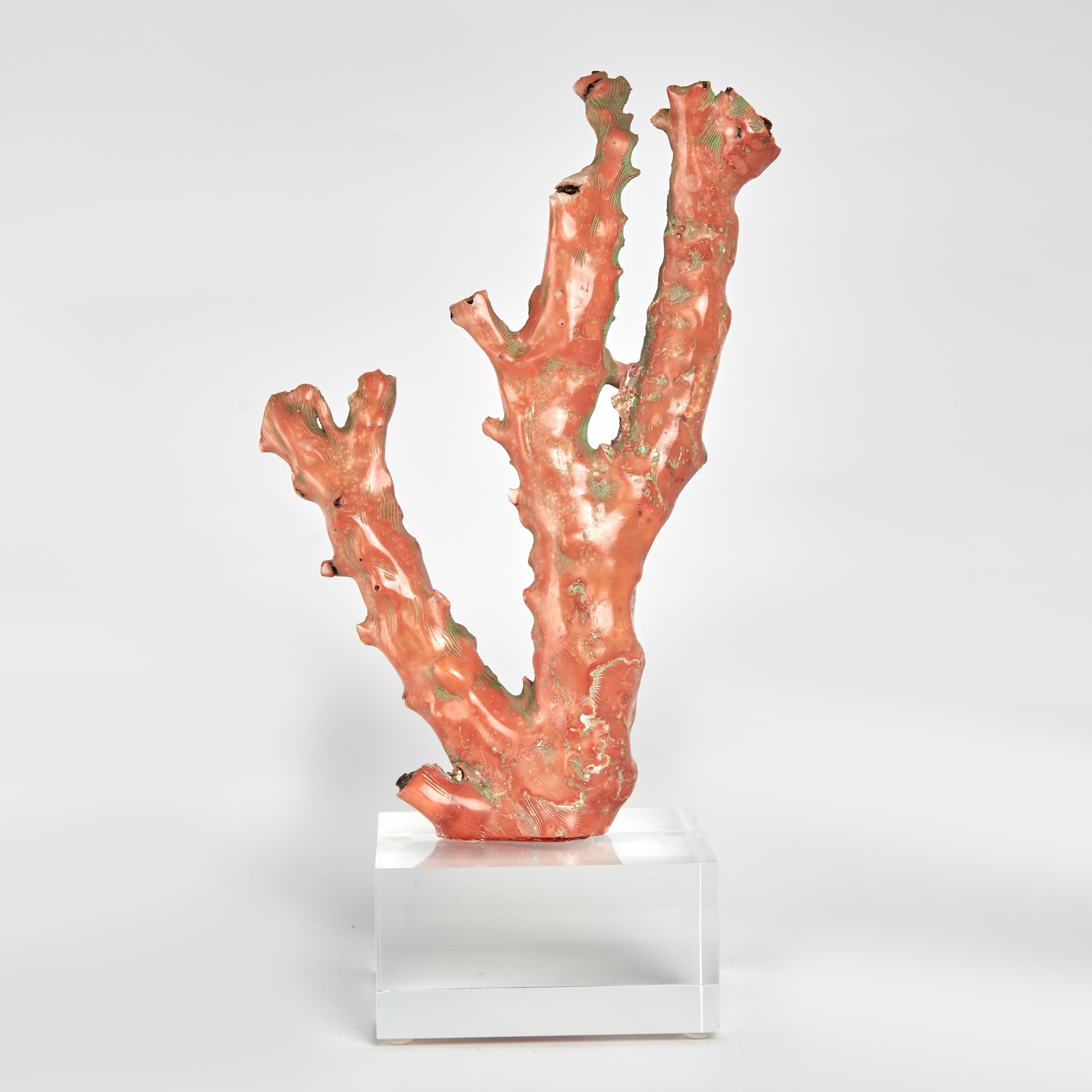 Espécimen de coral rojo sobre lucita en Bueno estado para la venta en Palm Beach, FL