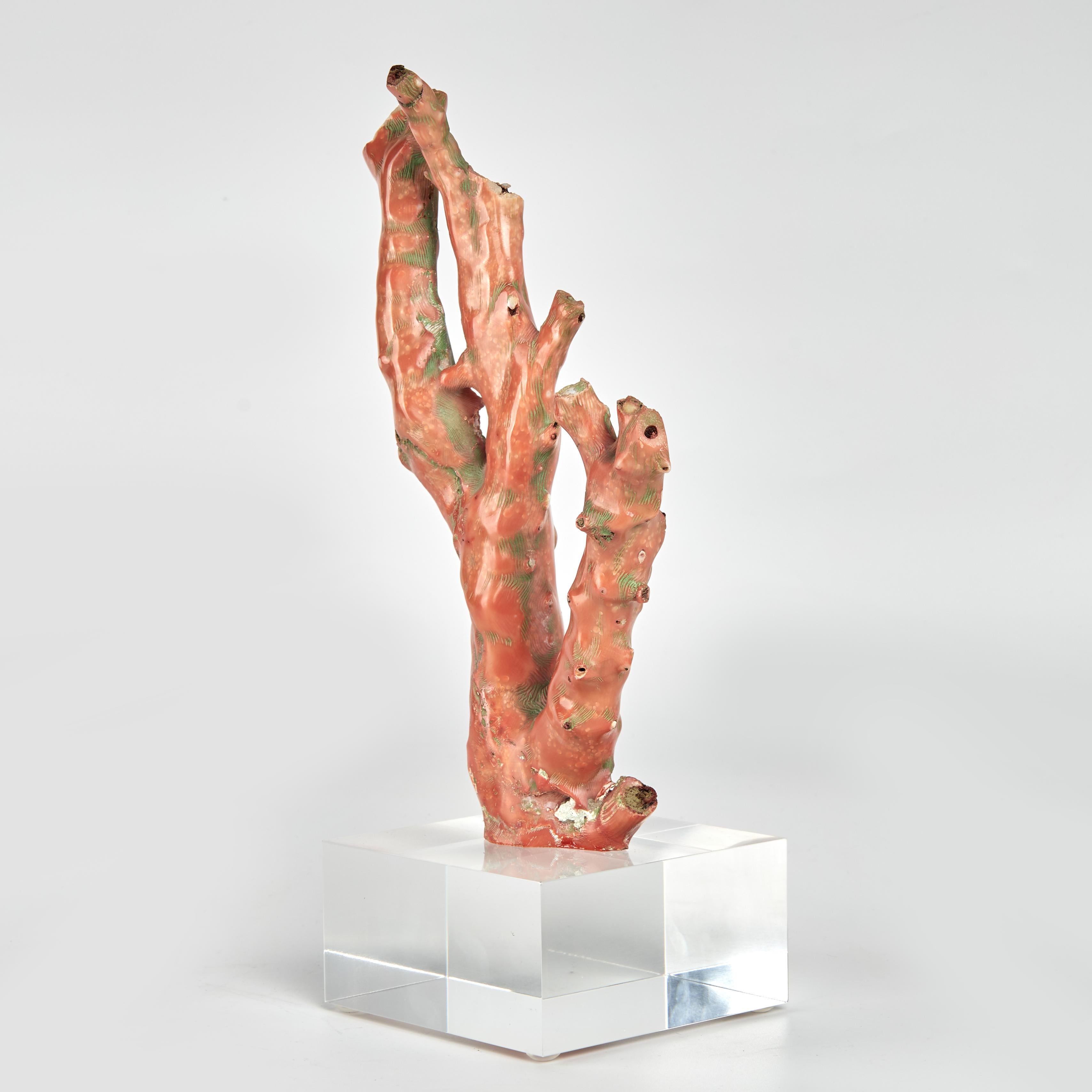Espécimen de coral rojo sobre lucita Siglo XXI y contemporáneo en venta
