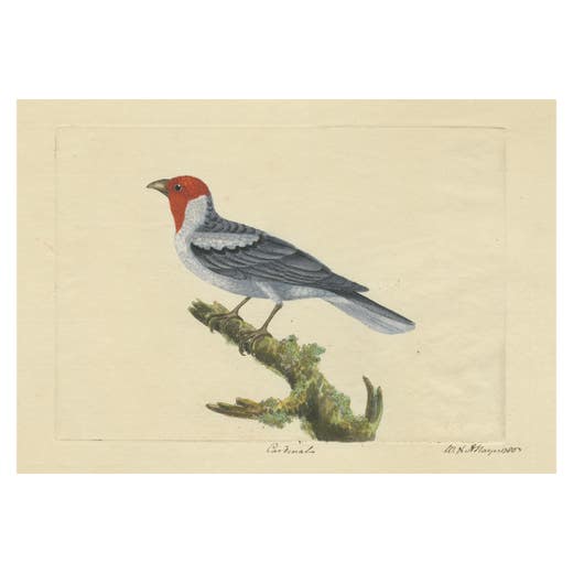 Red-Crested Cardinal - Antique Hand-Colored Print with William Hayes Sign, 1780