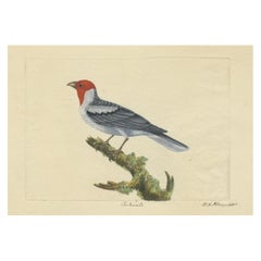 Red-Crested Cardinal - Antique Hand-Colored Print with William Hayes Sign, 1780