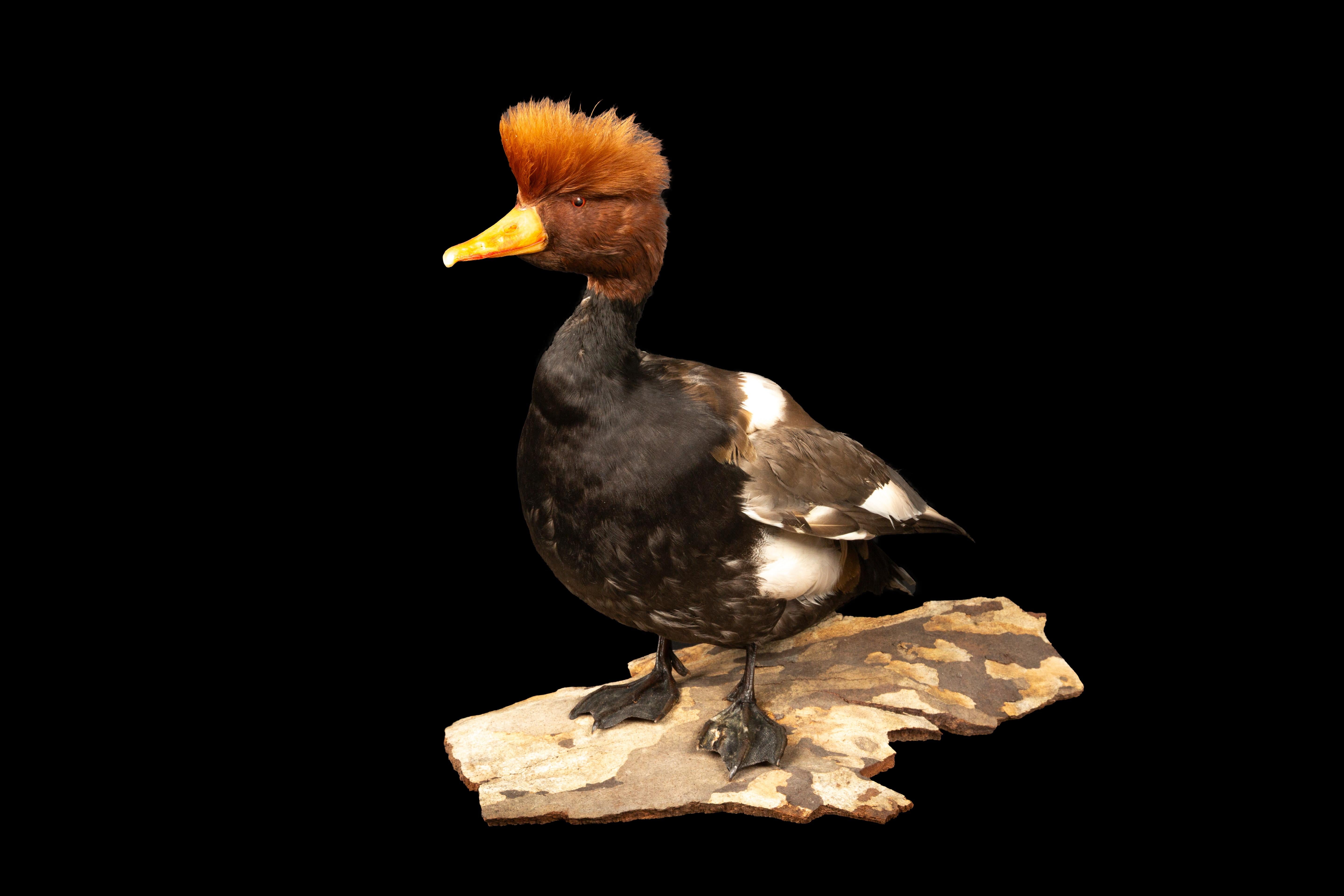 Red Crested Pochard Duck Taxidermy:

This striking taxidermy piece showcases the unmistakable beauty of the adult male red-crested pochard duck. With its rounded orange head, vibrant red bill, and contrasting black breast, this specimen is a true