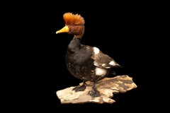 Red Crested Pochard Duck Taxidermy