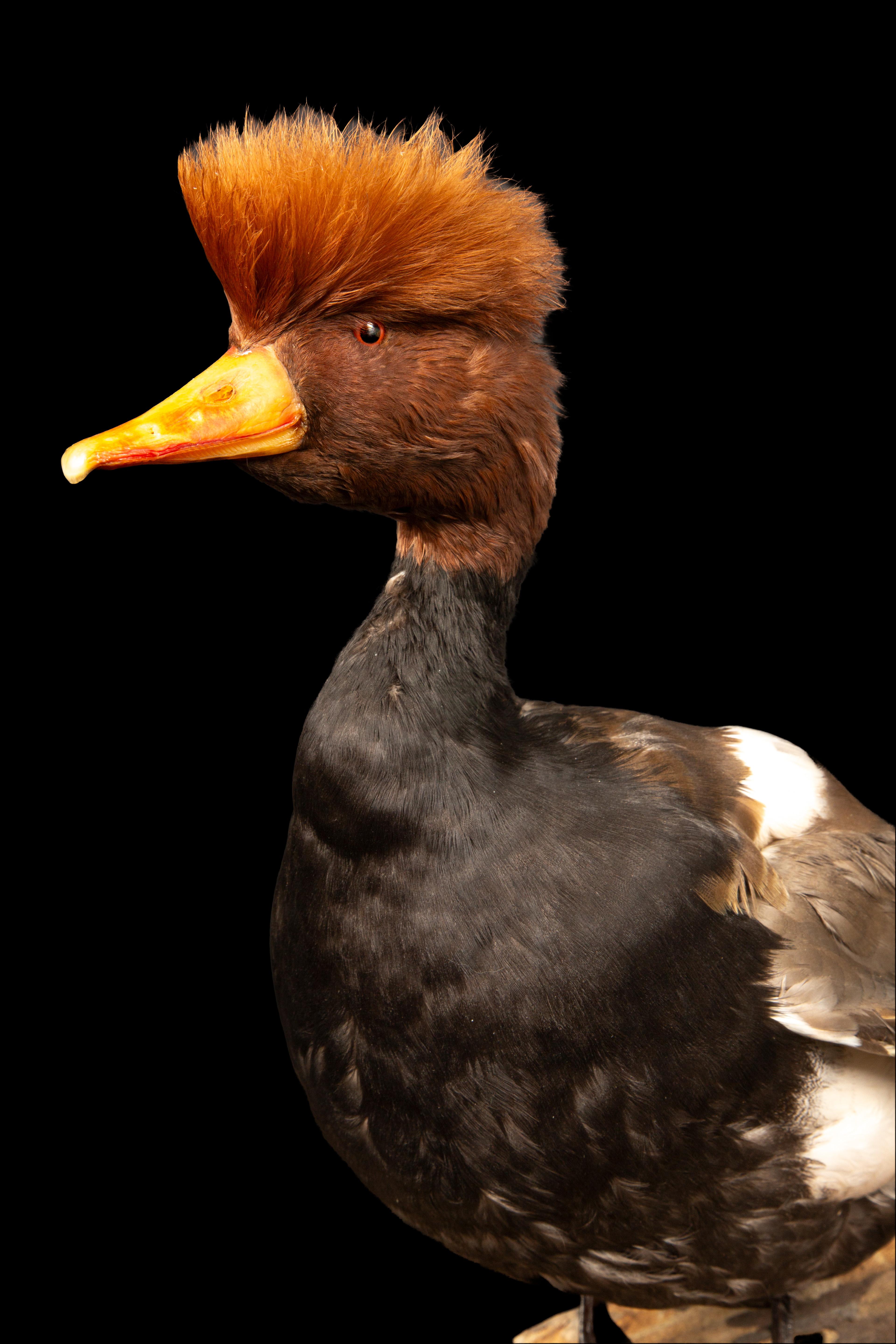 Rote geschnitzte Pochard Duck Taxidermy im Zustand „Neu“ im Angebot in New York, NY