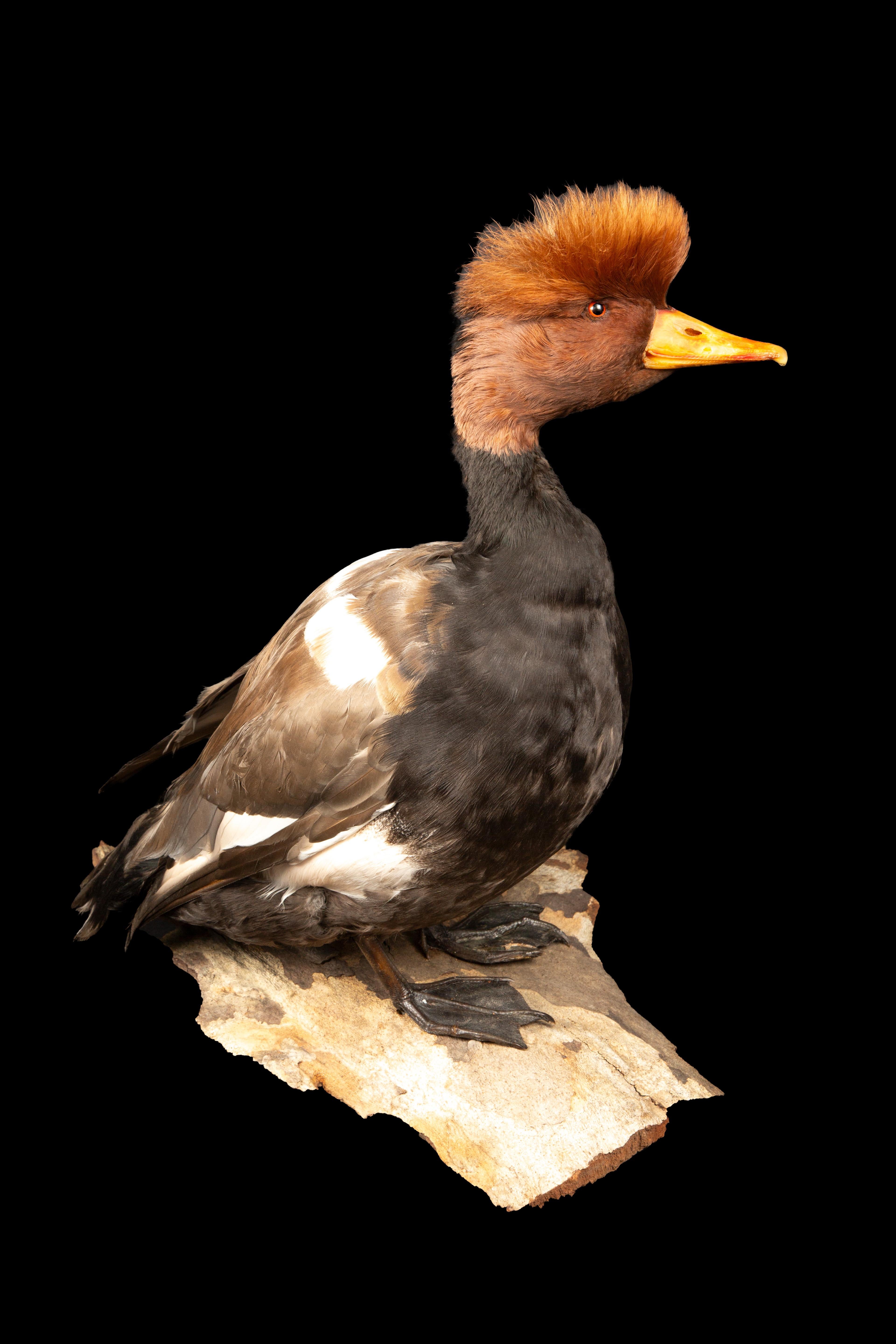 red crested duck
