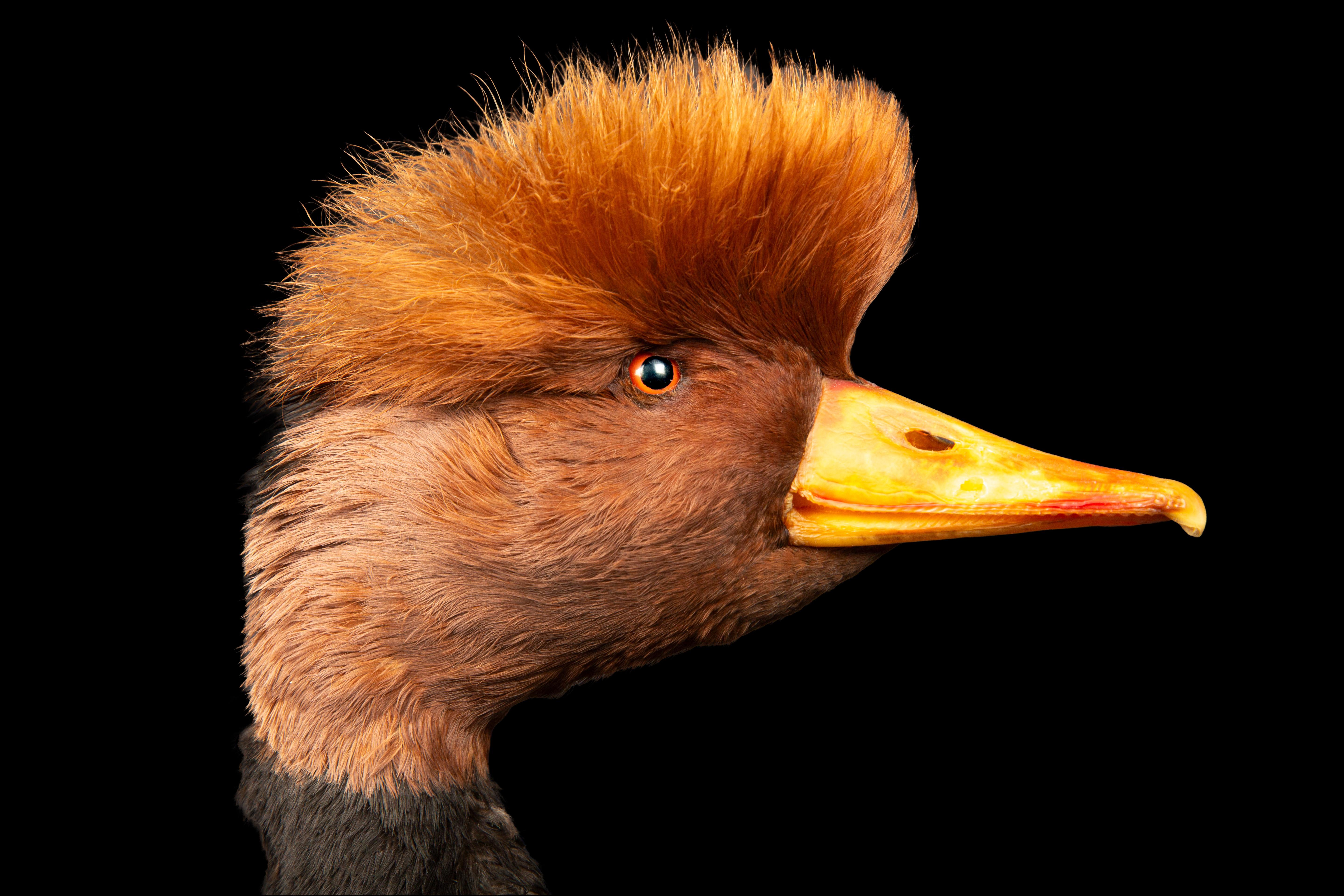 Contemporary Red Crested Pochard Duck Taxidermy For Sale