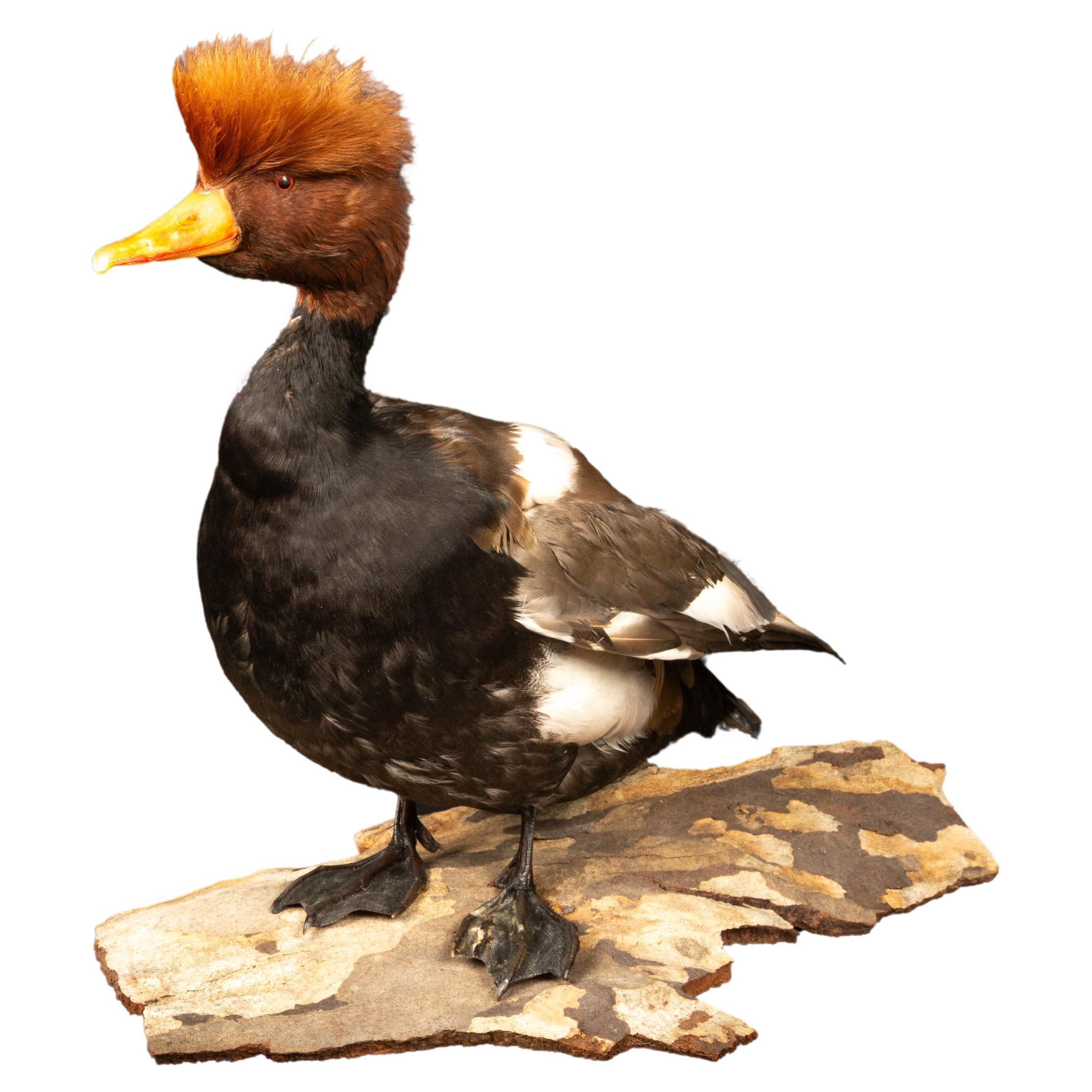 Red Crested Pochard Duck Taxidermy For Sale