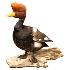 Vintage Red Crested Pochard Duck Taxidermy