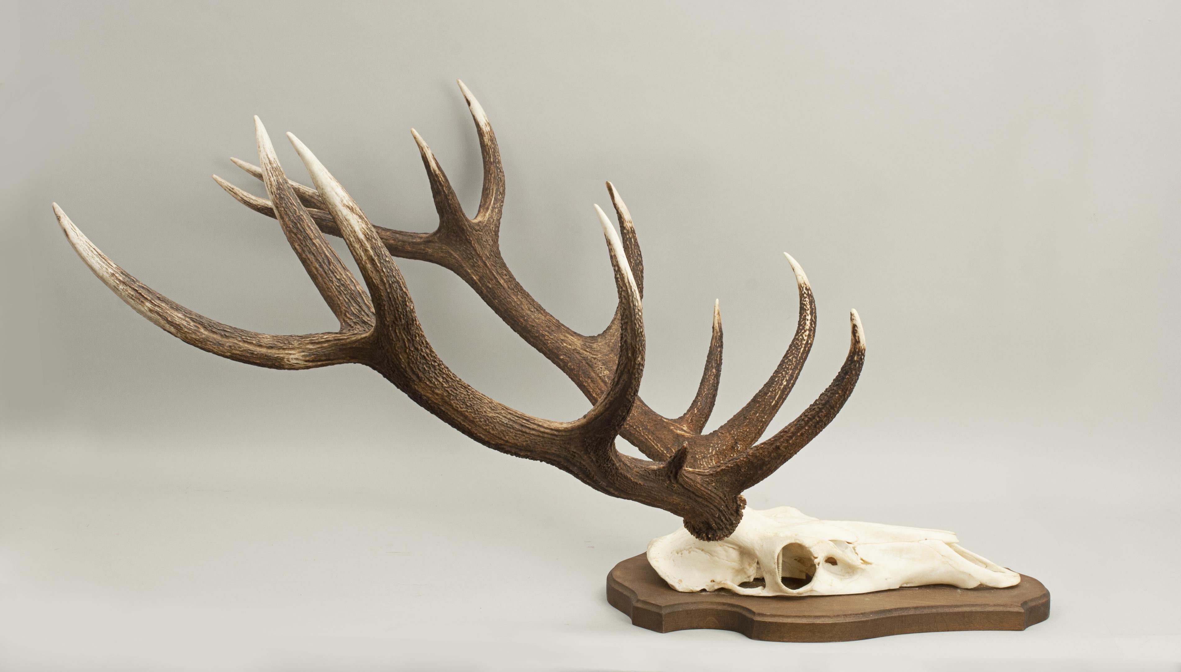 Red deer antlers.
A large pair of 12 point red deer antlers with skull cap, mounted onto a wooden plaque. The shield is made from oak with profile edges. These stag antlers are an excellent wall display.

The red deer (Cervus elaphus), or red