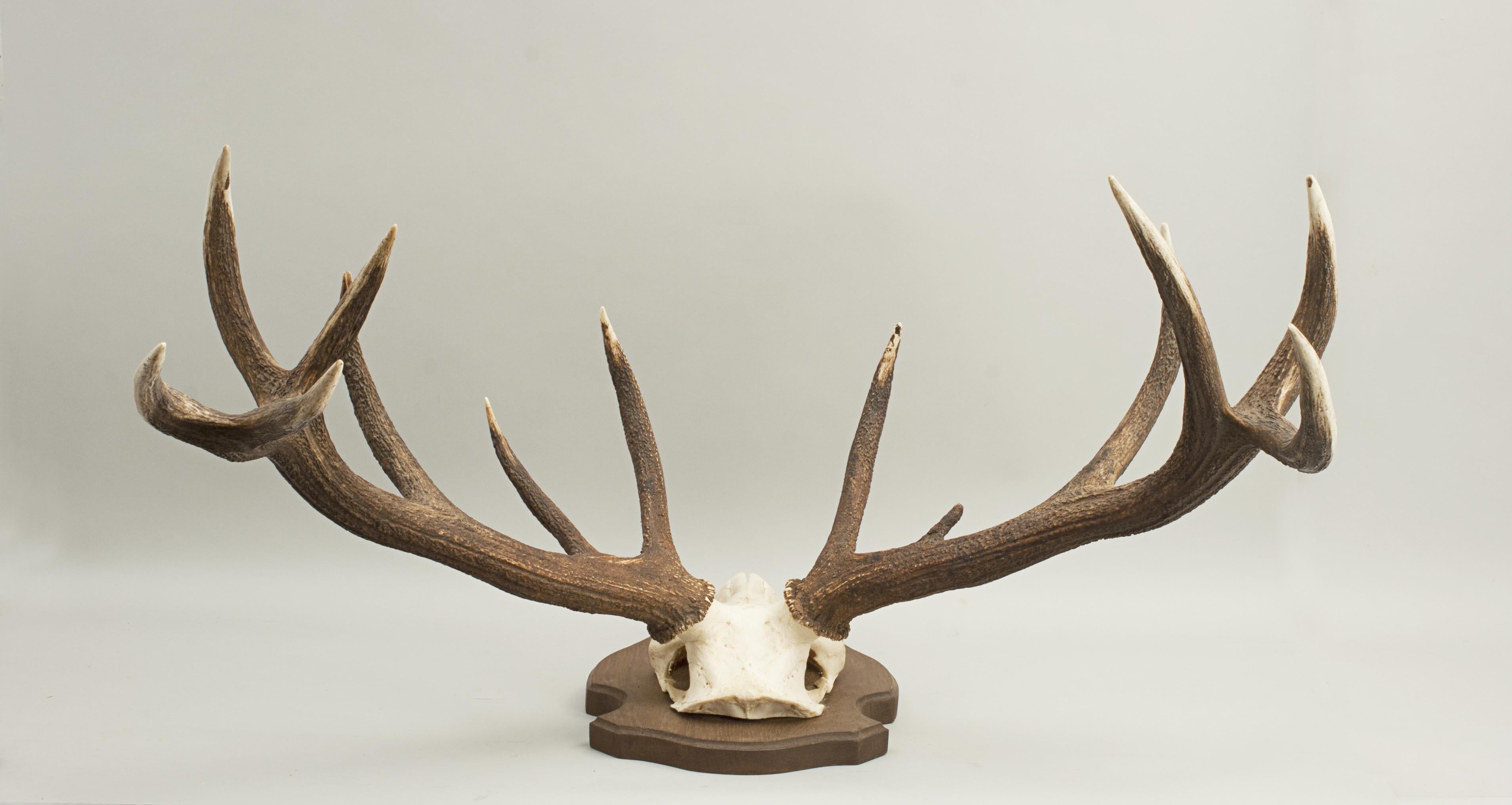 deer horns