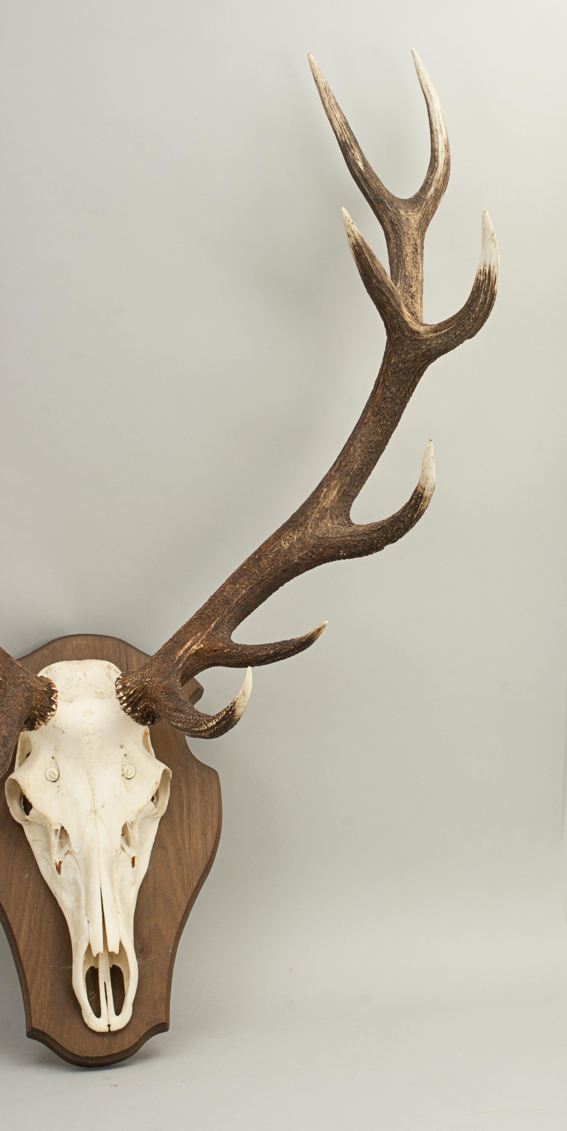 red deer antlers