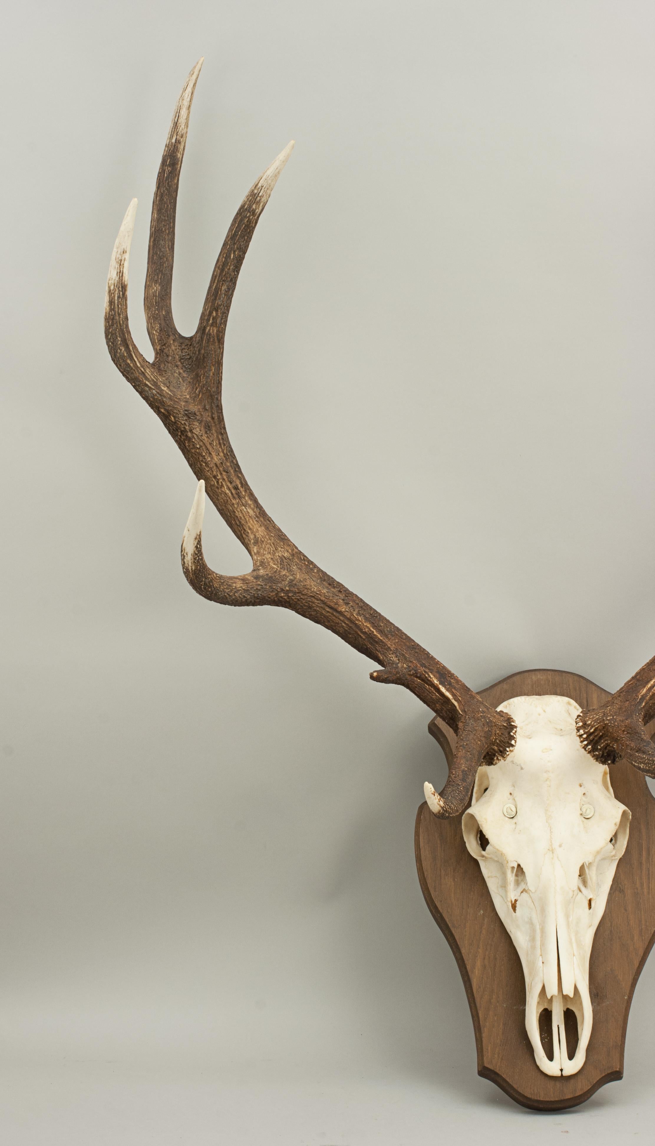 red deer skull mount