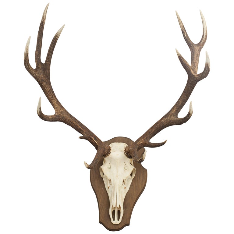 Deer Antler on Shield at 1stDibs