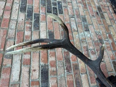 Red Deer Antlers Aka Staggs