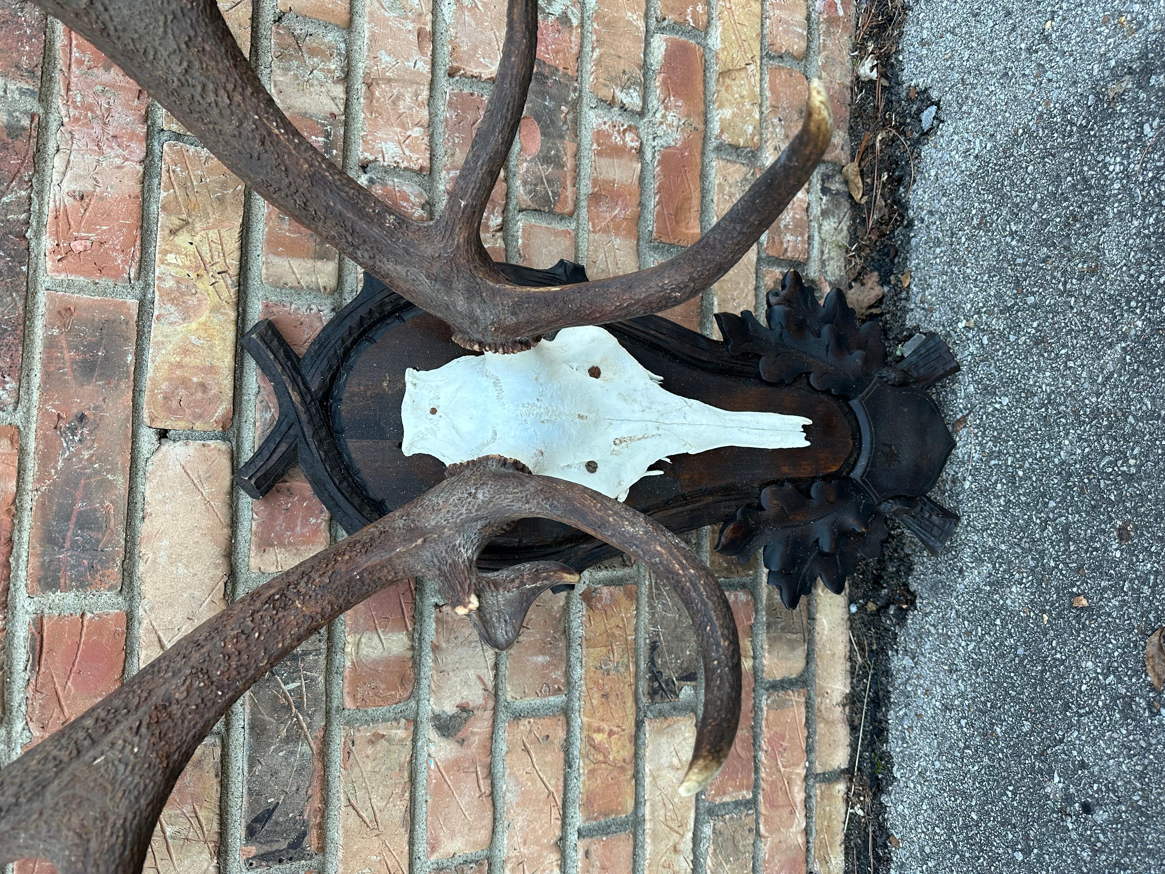 This is a beautiful pair of mounted antlers! They are from a red deer stag. They are native to Southeast Asia and are one of the largest species of deer in the world. This pair is mounted on a German hand carved, shield shaped, wooden plaque. The