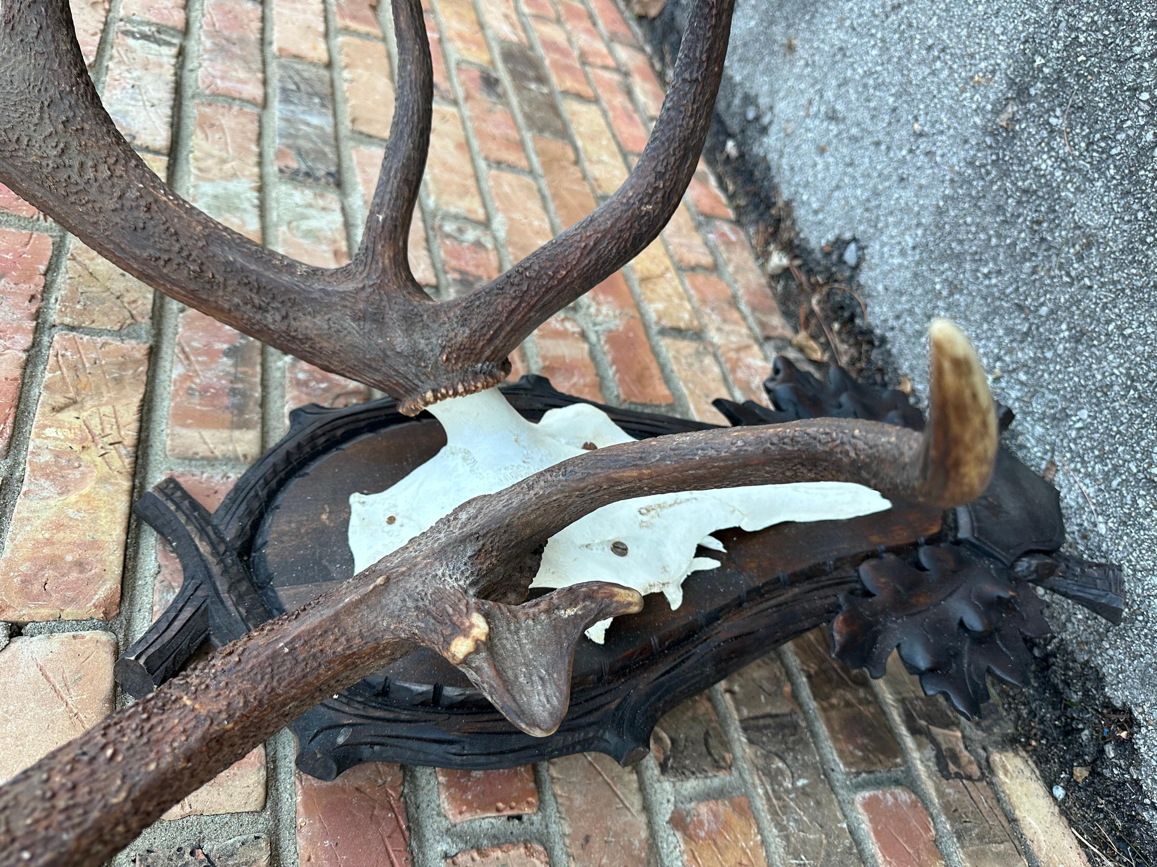 deer with red antlers