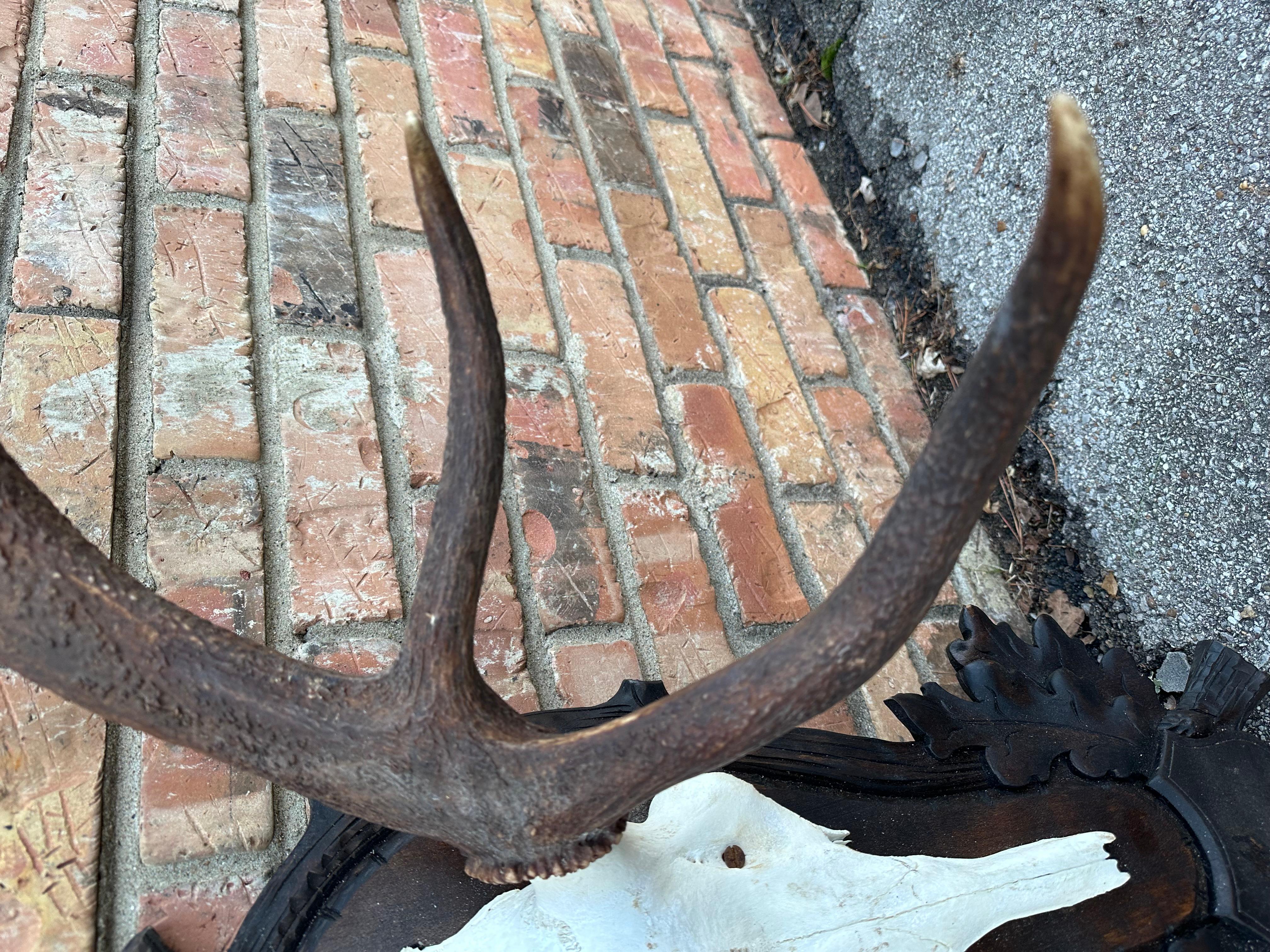 Red Deer Antlers Aka Staggs In Good Condition For Sale In Nashville, TN