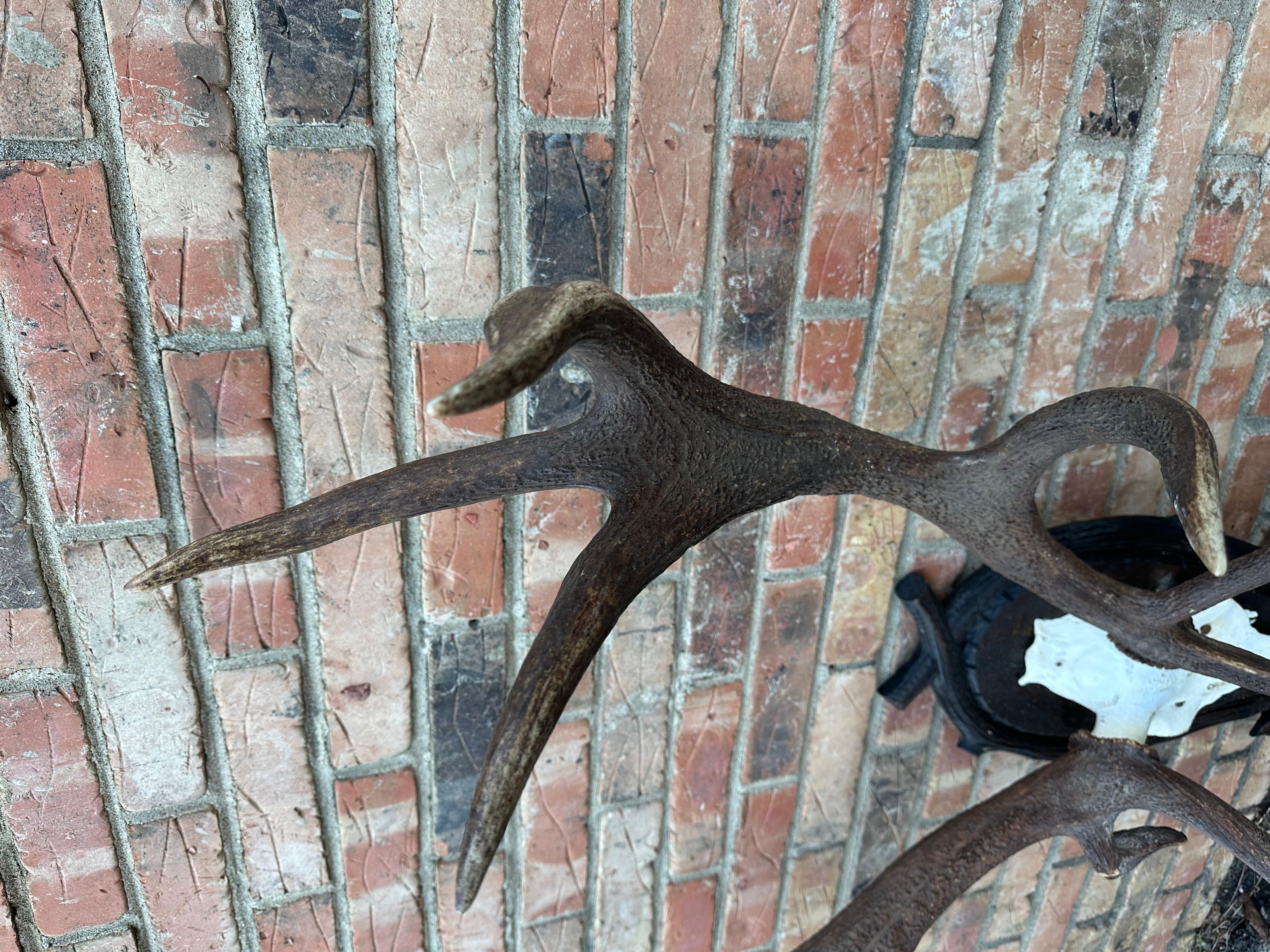 Austrian Red Deer Antlers Aka Staggs For Sale