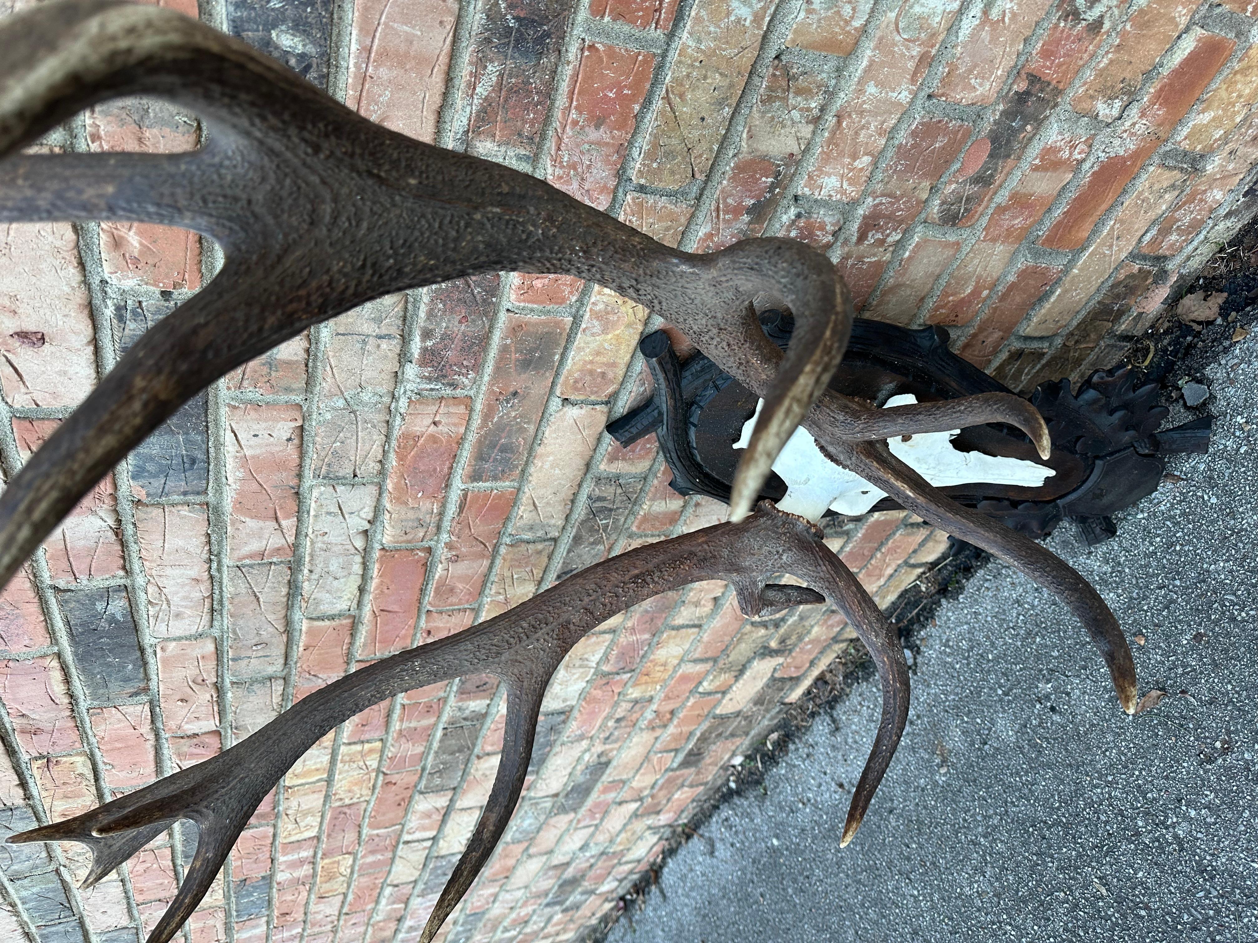 Red Deer Antlers Aka Staggs For Sale 3