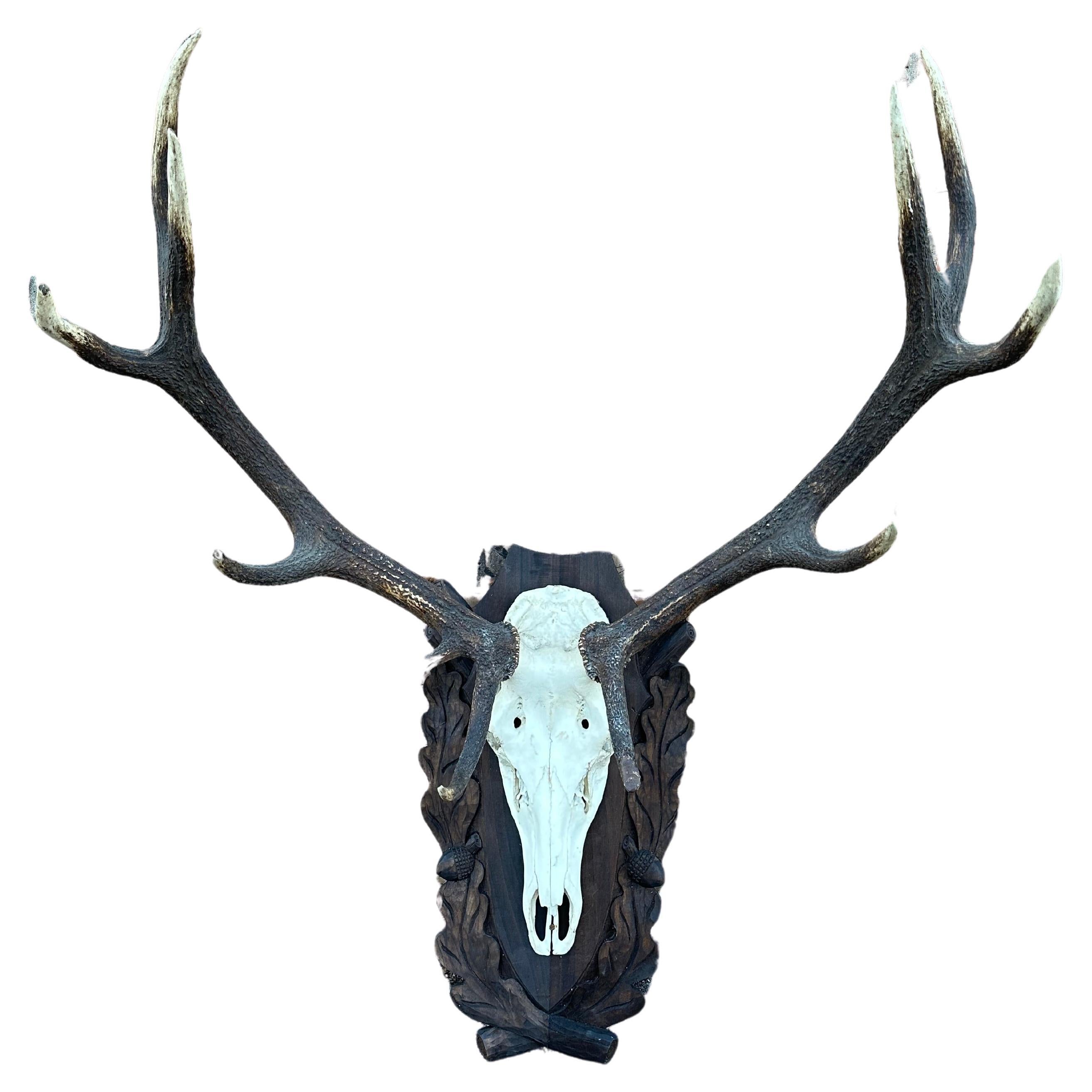 Red Deer Antlers Aka Staggs For Sale