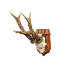 Red Deer Trophy on Wooden Plaque by Philip Ernst, Prince of Thurn and Taxis 1955