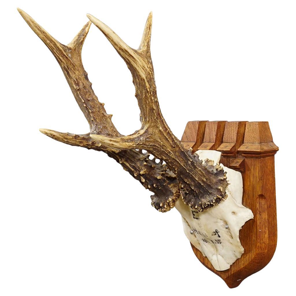 Red Deer Trophy on Wooden Plaque by Philip Ernst, Prince of Thurn and Taxis 1955 For Sale