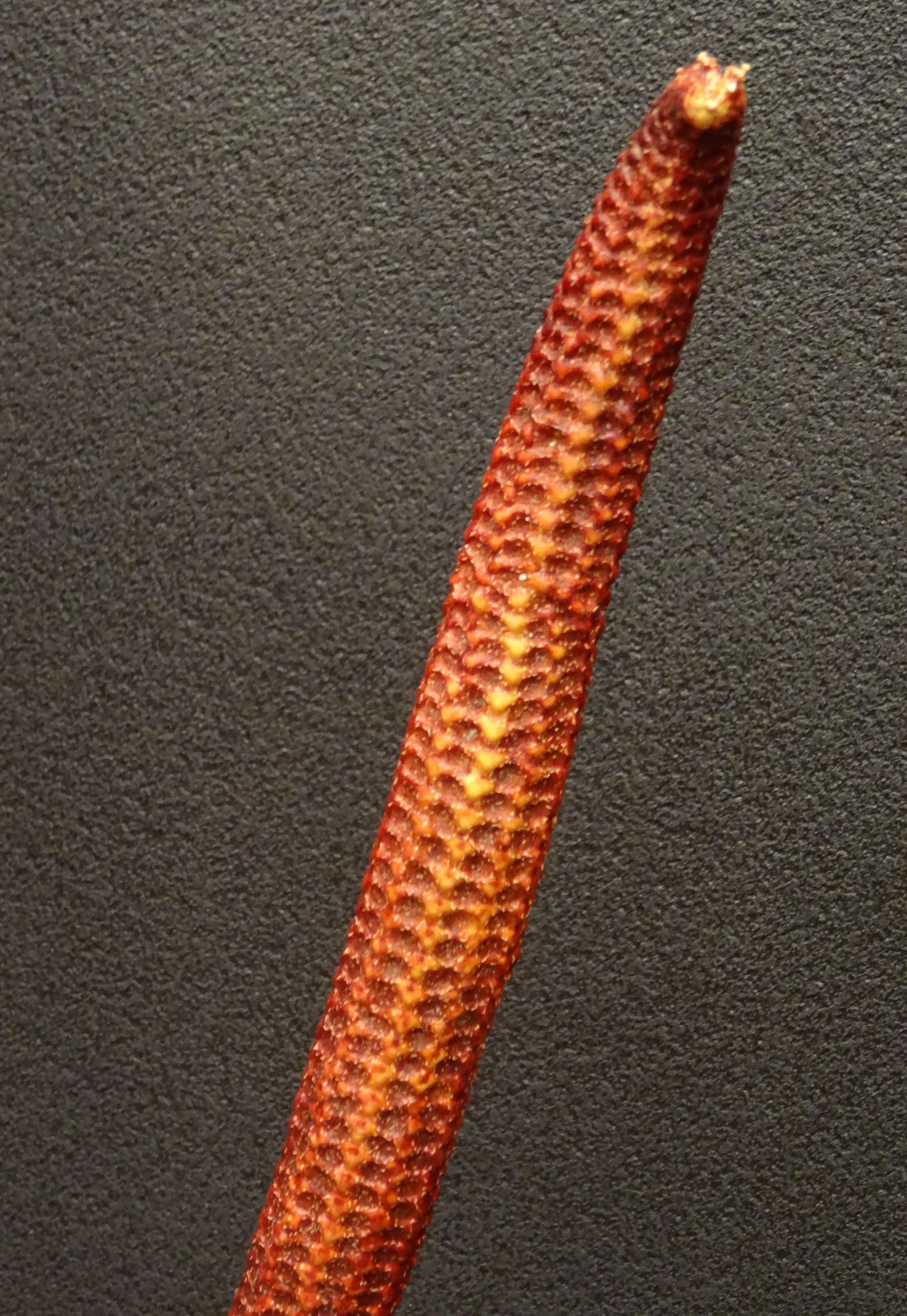 Roter Seestern in Übergröße, Océano Pacific, Ophidiaster Ophidianus im Angebot 2