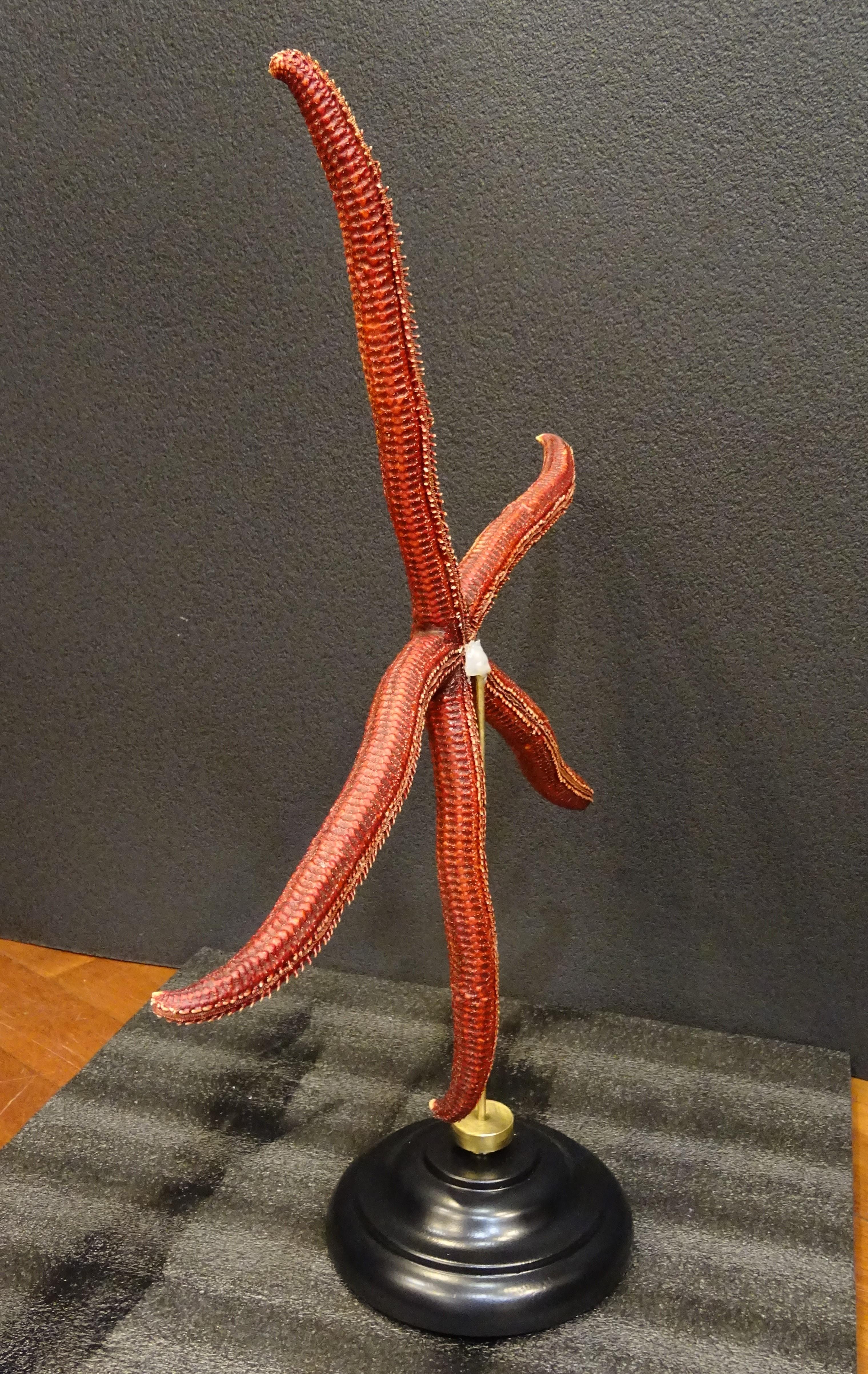 Red Extra-Size Starfish, Océano Pacific, Ophidiaster Ophidianus For Sale 1