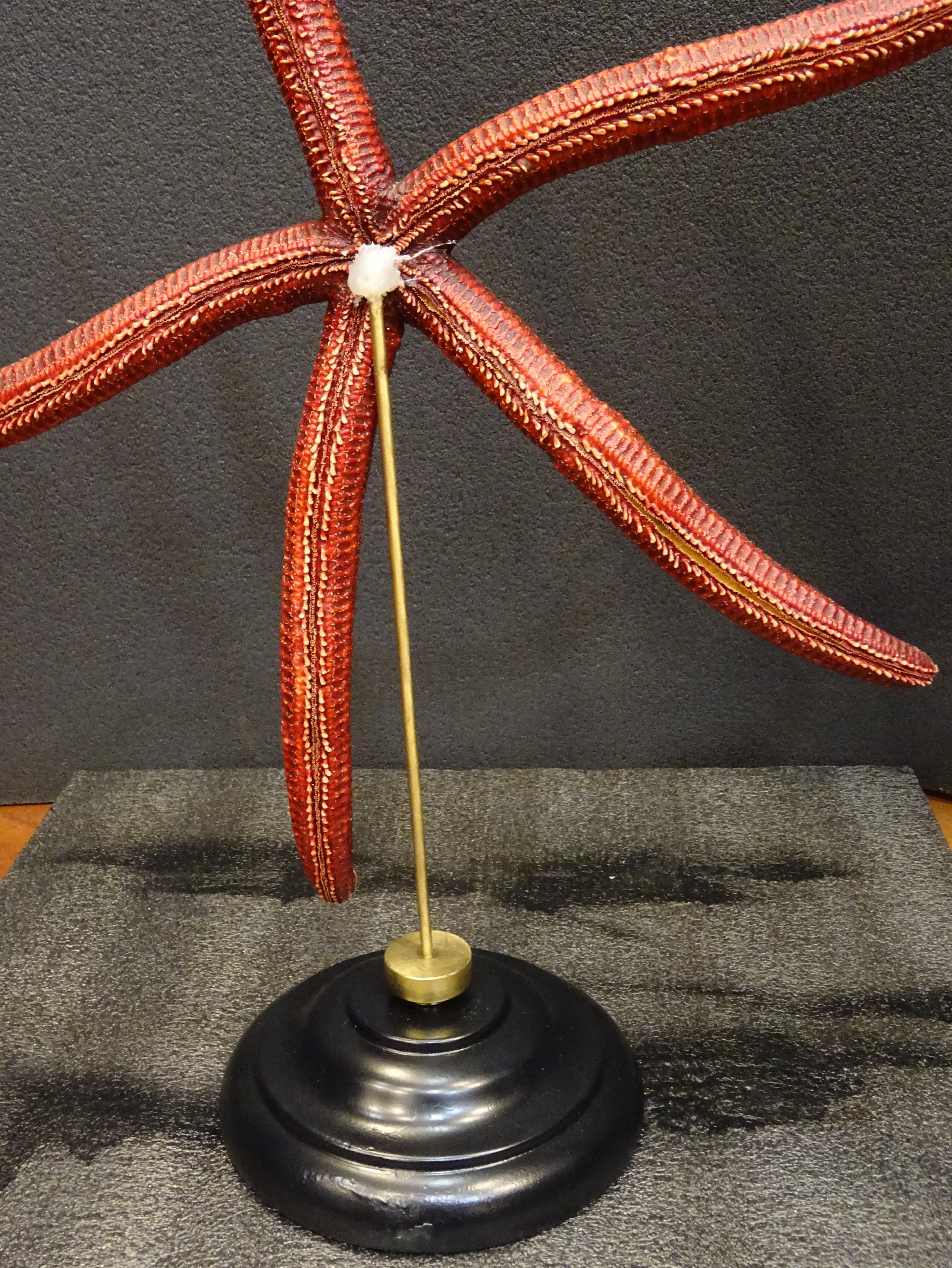 Étoile de mer rouge extra-large, Océano Pacific, Ophidiaster Ophidianus en vente 5